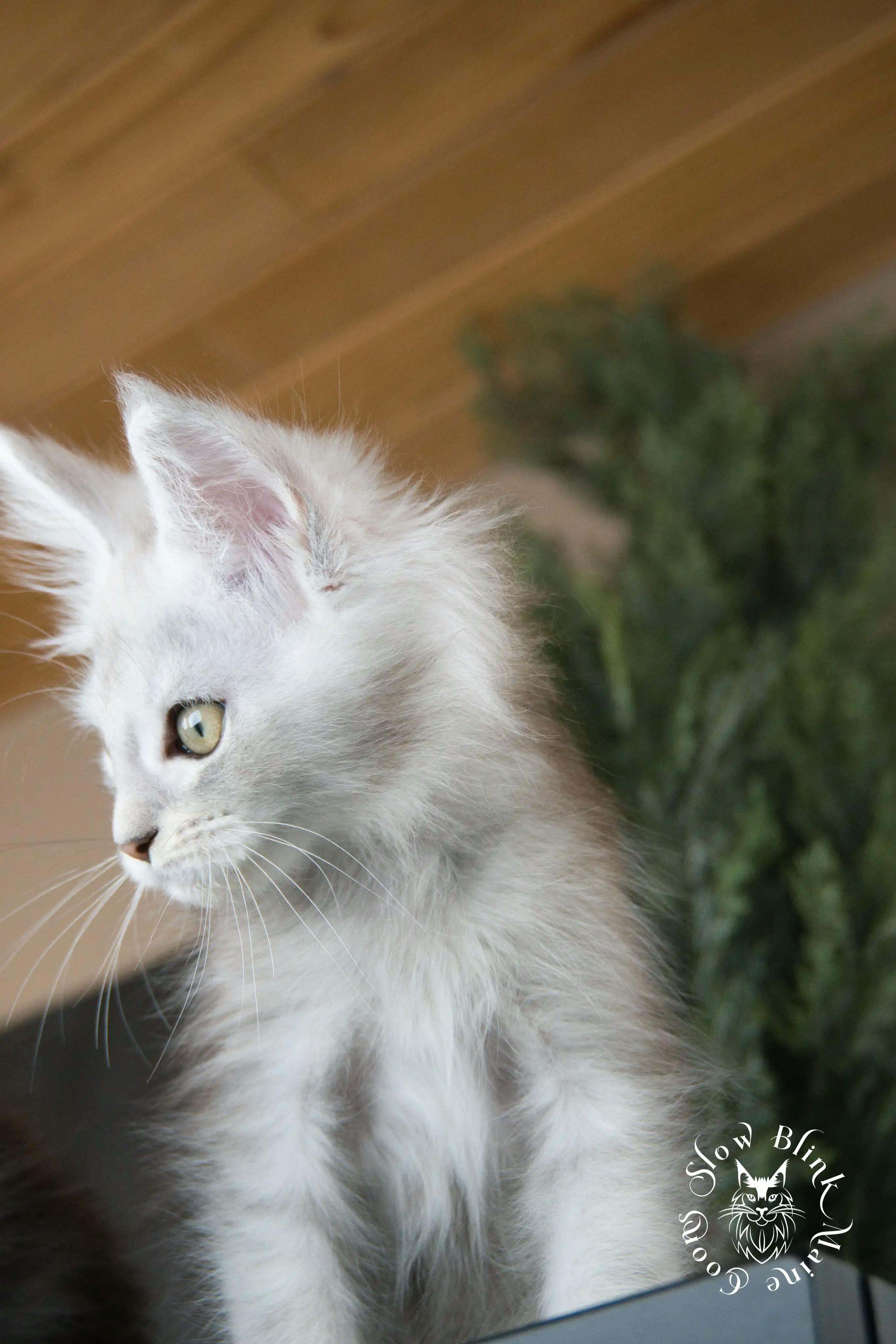 High Silver Maine Coon Kittens > black silver tabby maine coon kitten | ems code ns 22 23 24 25 | slowblinkmainecoons | 585