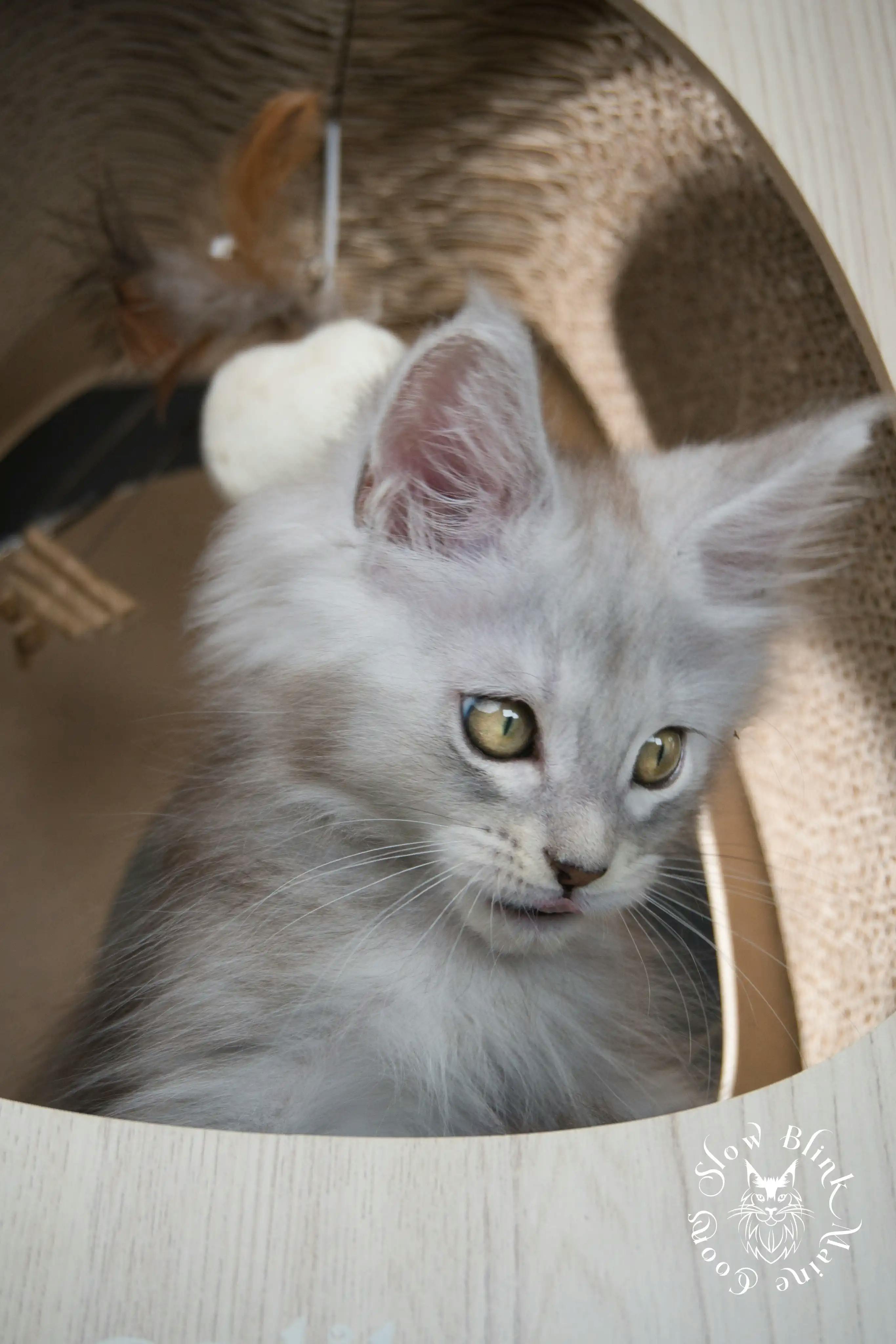 High Silver Maine Coon Kittens > black silver tabby maine coon kitten | ems code ns 22 23 24 25 | slowblinkmainecoons | 586