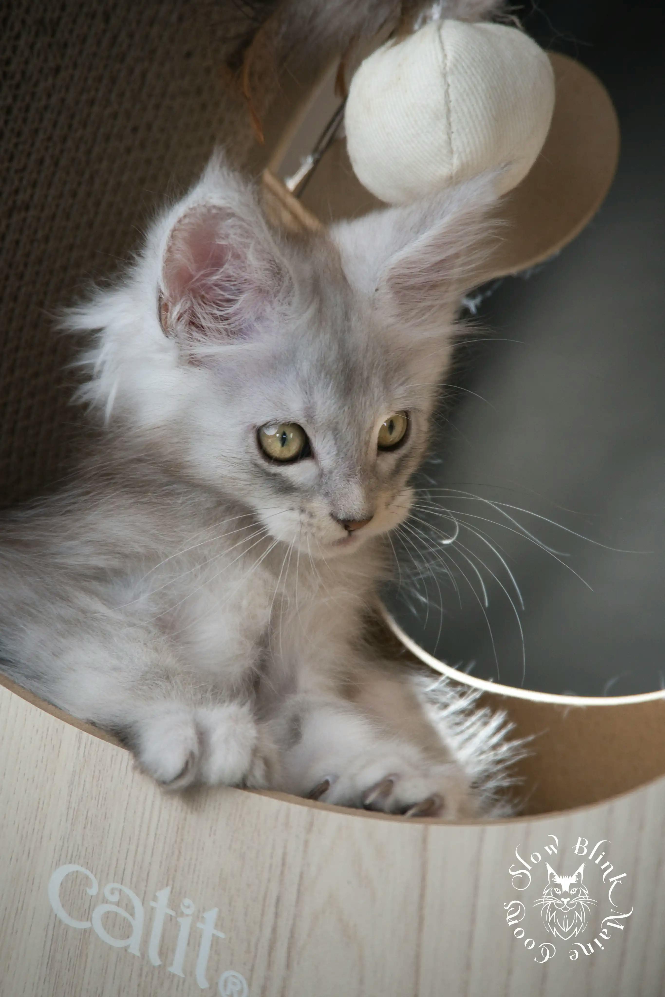 High Silver Maine Coon Kittens > black silver tabby maine coon kitten | ems code ns 22 23 24 25 | slowblinkmainecoons | 588