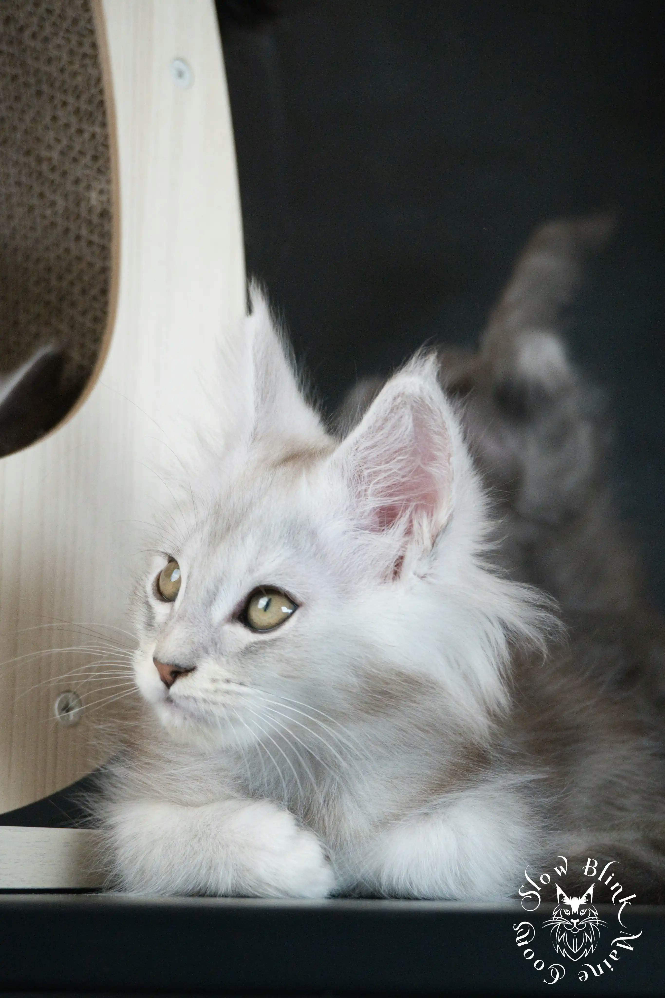 High Silver Maine Coon Kittens > black silver tabby maine coon kitten | ems code ns 22 23 24 25 | slowblinkmainecoons | 590