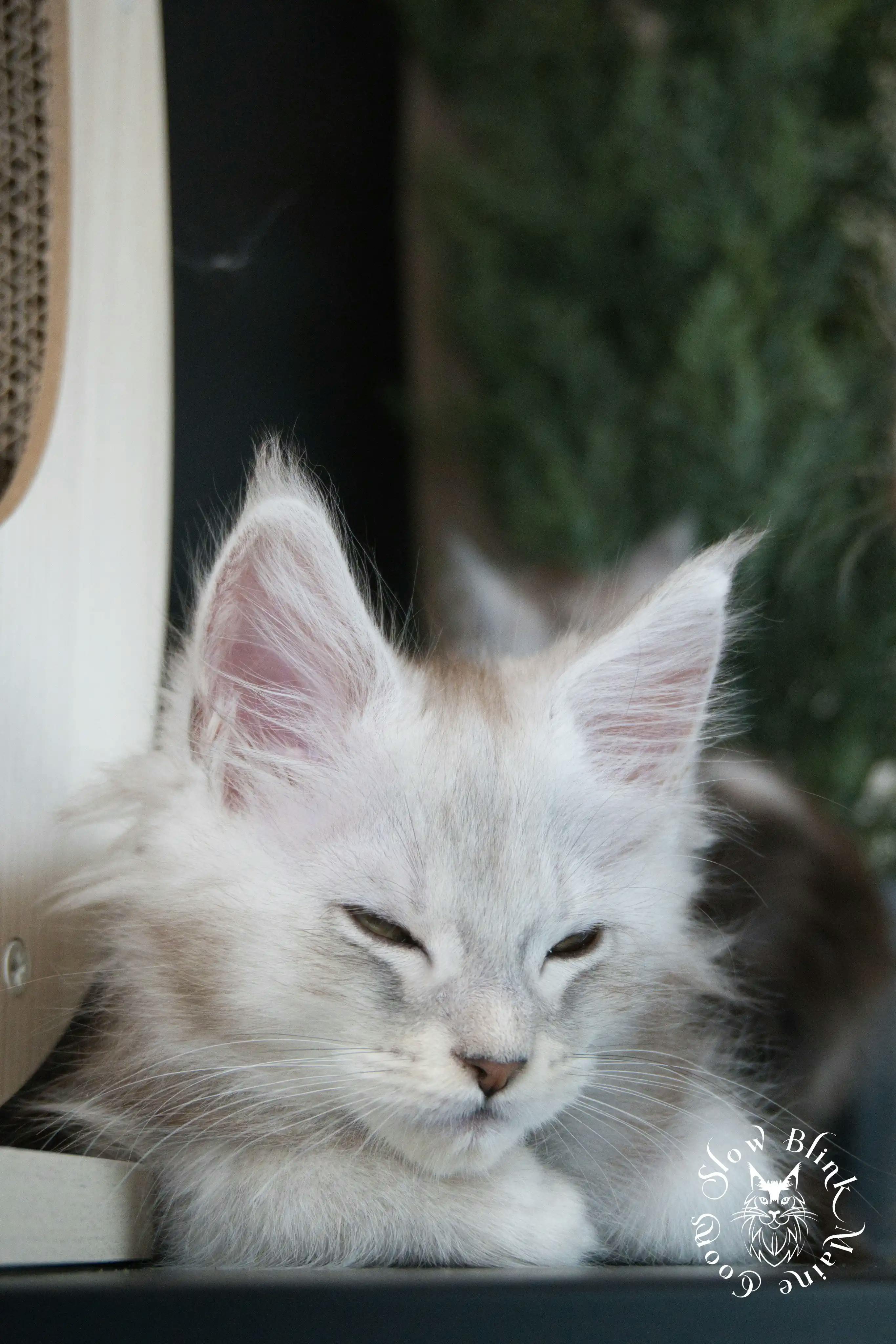High Silver Maine Coon Kittens > black silver tabby maine coon kitten | ems code ns 22 23 24 25 | slowblinkmainecoons | 591