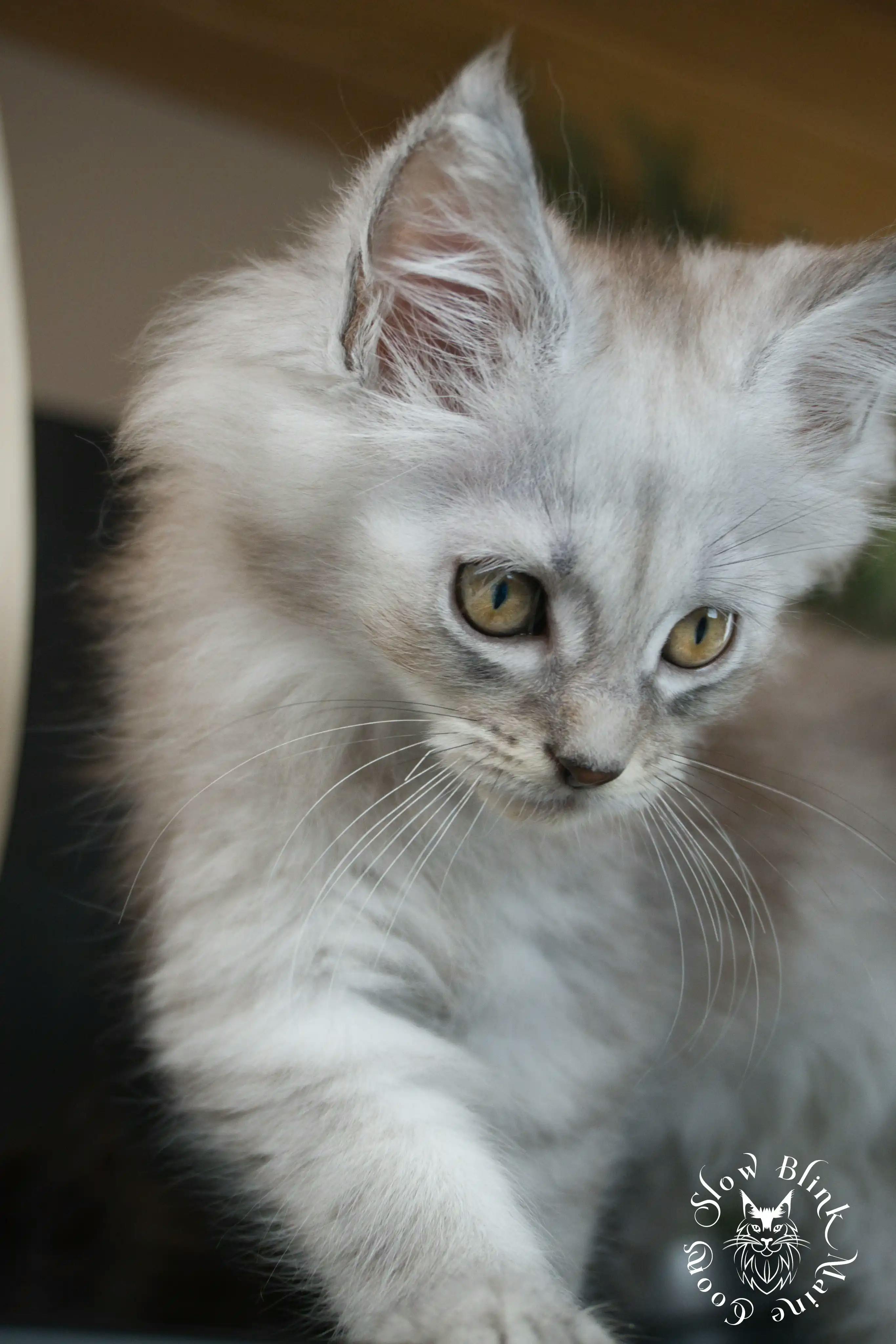 High Silver Maine Coon Kittens > black silver tabby maine coon kitten | ems code ns 22 23 24 25 | slowblinkmainecoons | 598