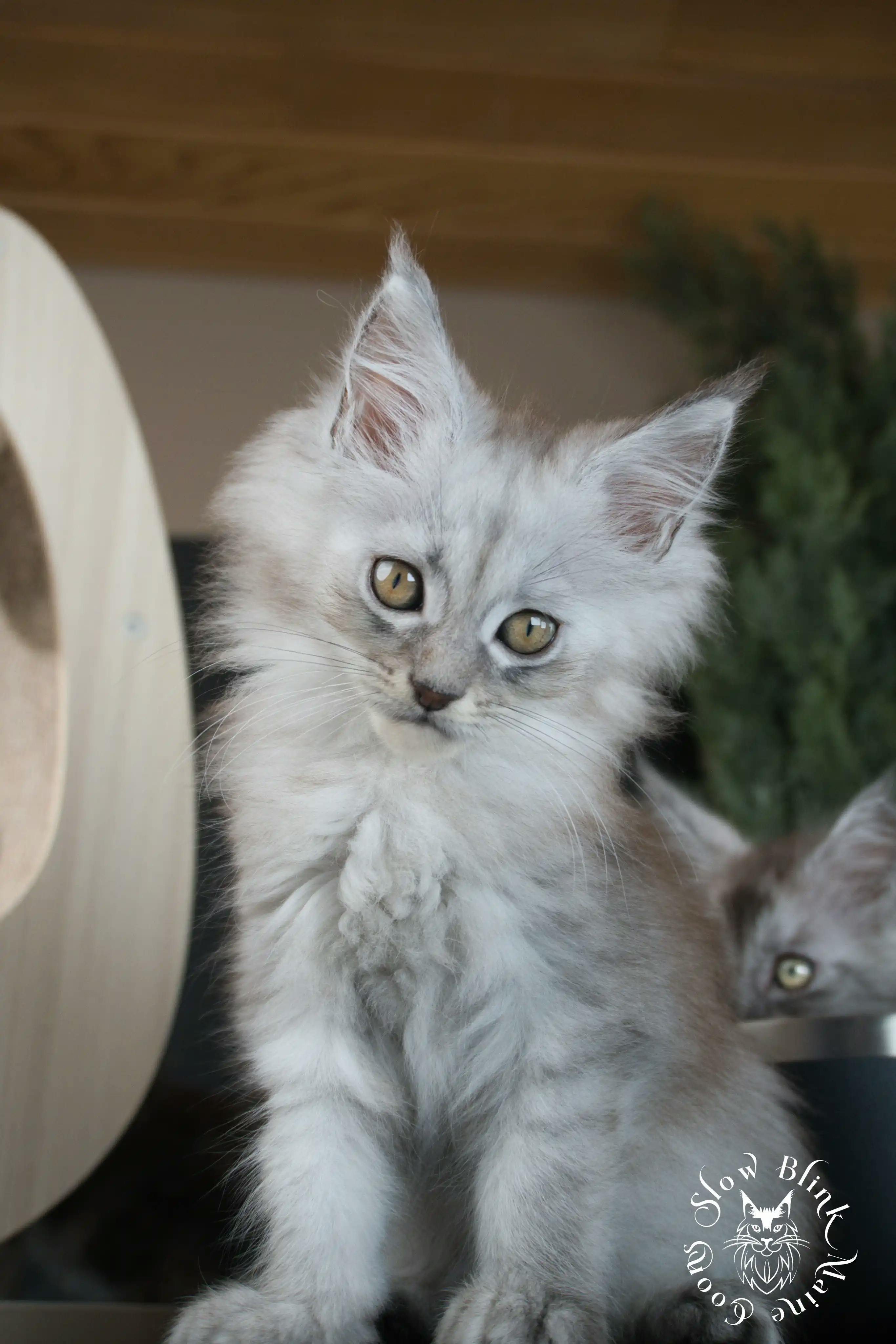 High Silver Maine Coon Kittens > black silver tabby maine coon kitten | ems code ns 22 23 24 25 | slowblinkmainecoons | 599