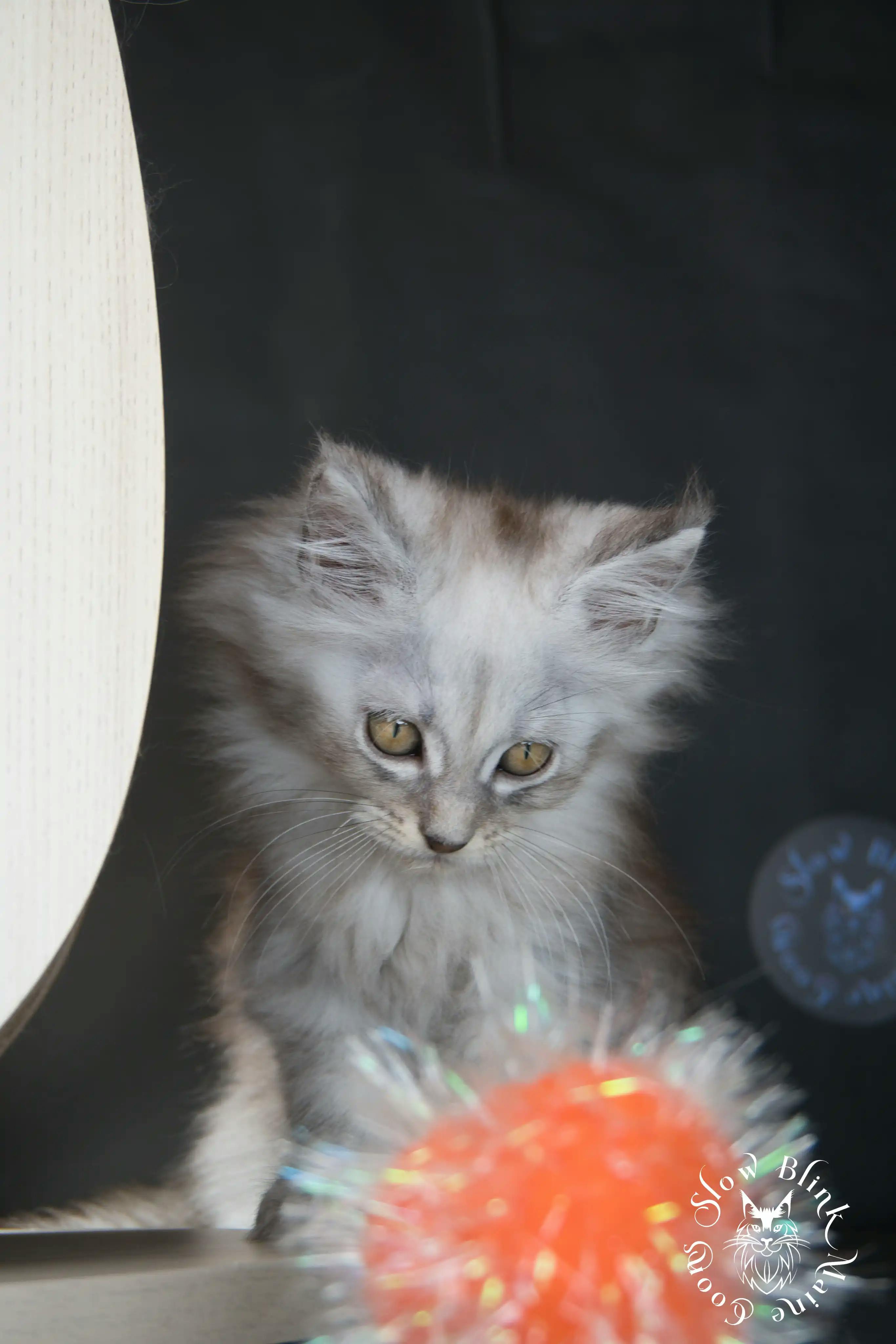 High Silver Maine Coon Kittens > black silver tabby maine coon kitten | ems code ns 22 23 24 25 | slowblinkmainecoons | 600