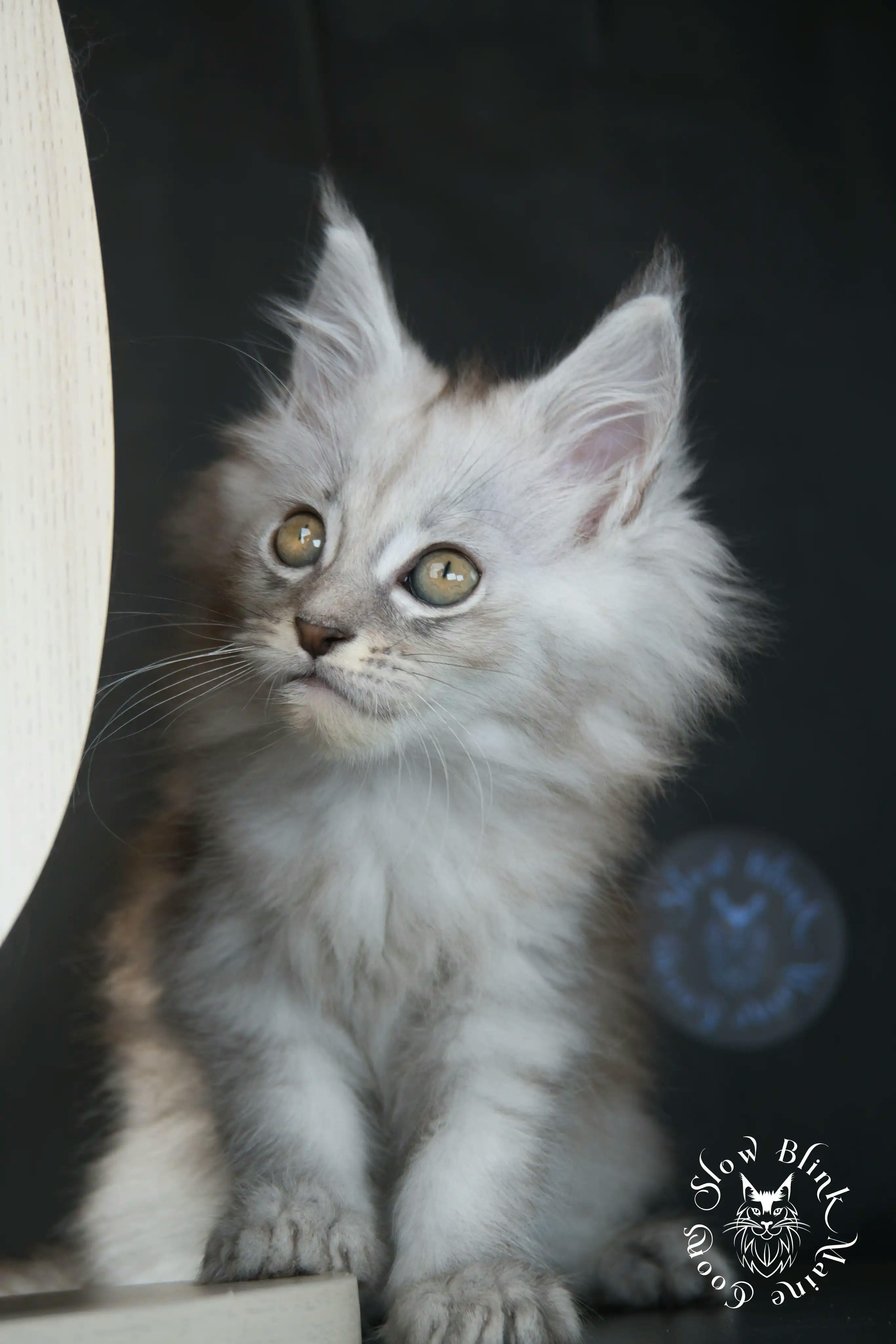 High Silver Maine Coon Kittens > black silver tabby maine coon kitten | ems code ns 22 23 24 25 | slowblinkmainecoons | 601