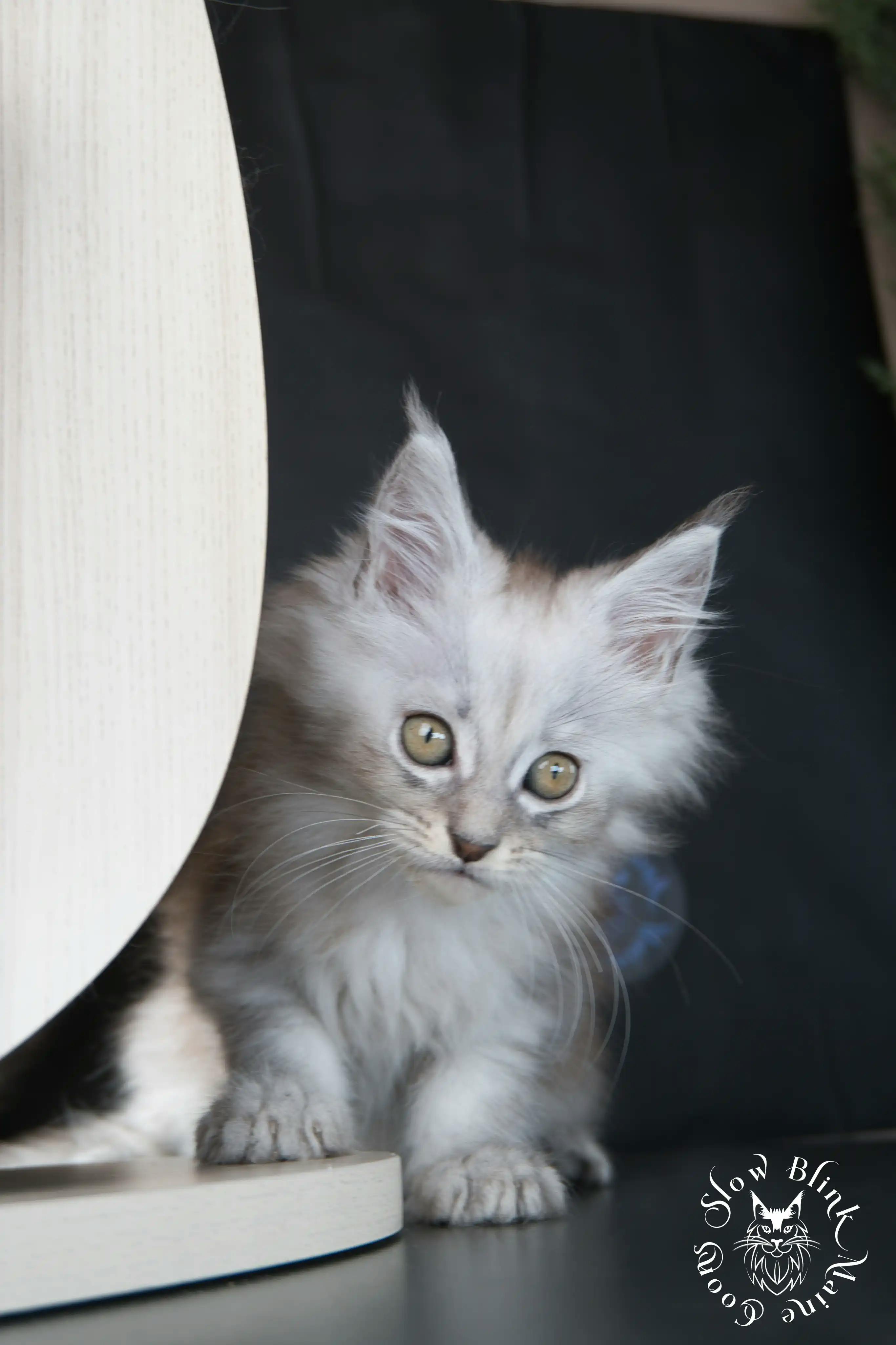 High Silver Maine Coon Kittens > black silver tabby maine coon kitten | ems code ns 22 23 24 25 | slowblinkmainecoons | 603