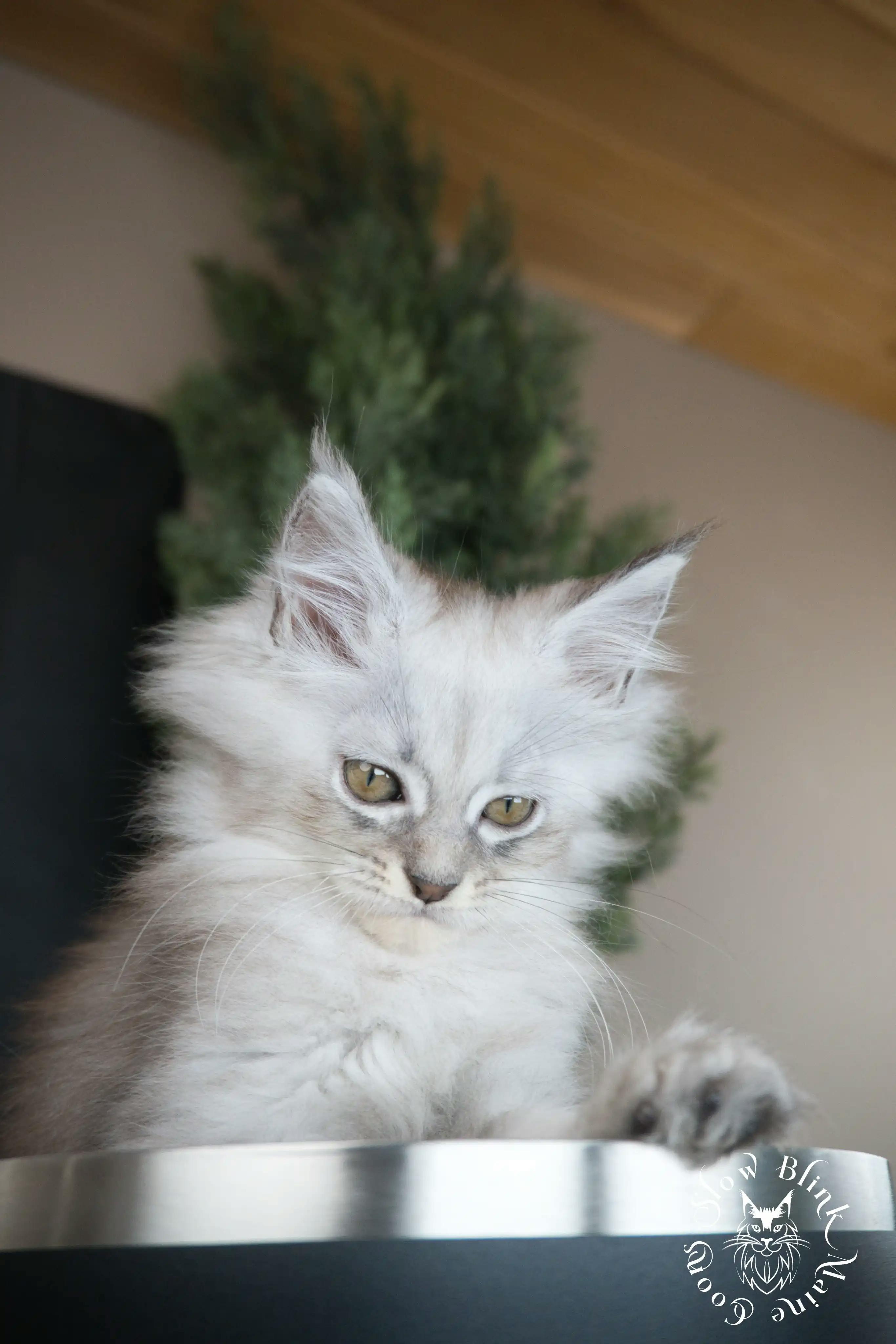 High Silver Maine Coon Kittens > black silver tabby maine coon kitten | ems code ns 22 23 24 25 | slowblinkmainecoons | 604