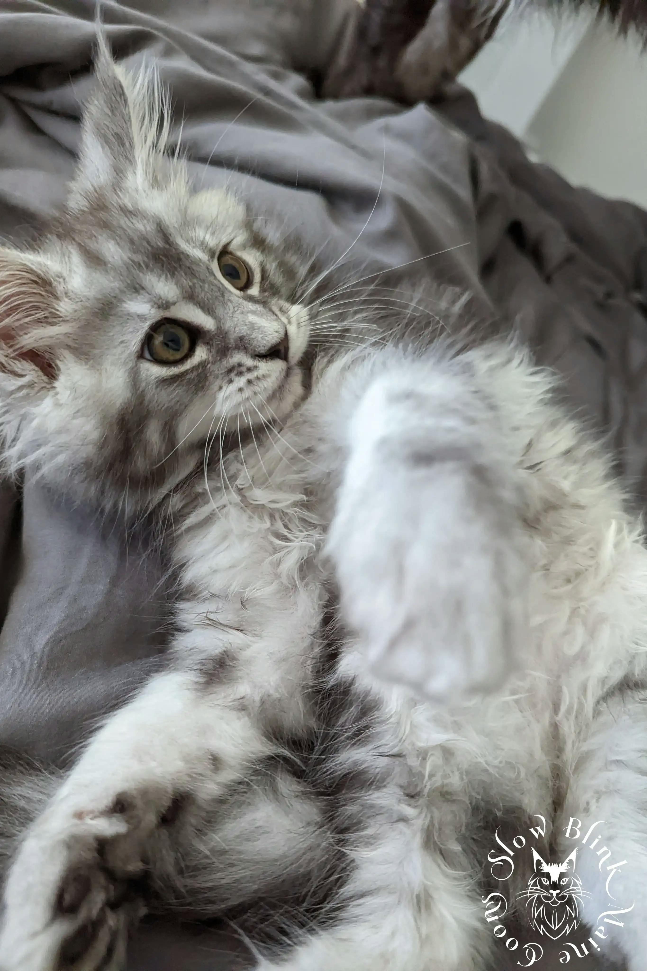 High Silver Maine Coon Kittens > black silver tabby maine coon kitten | ems code ns 22 23 24 25 | slowblinkmainecoons | 997