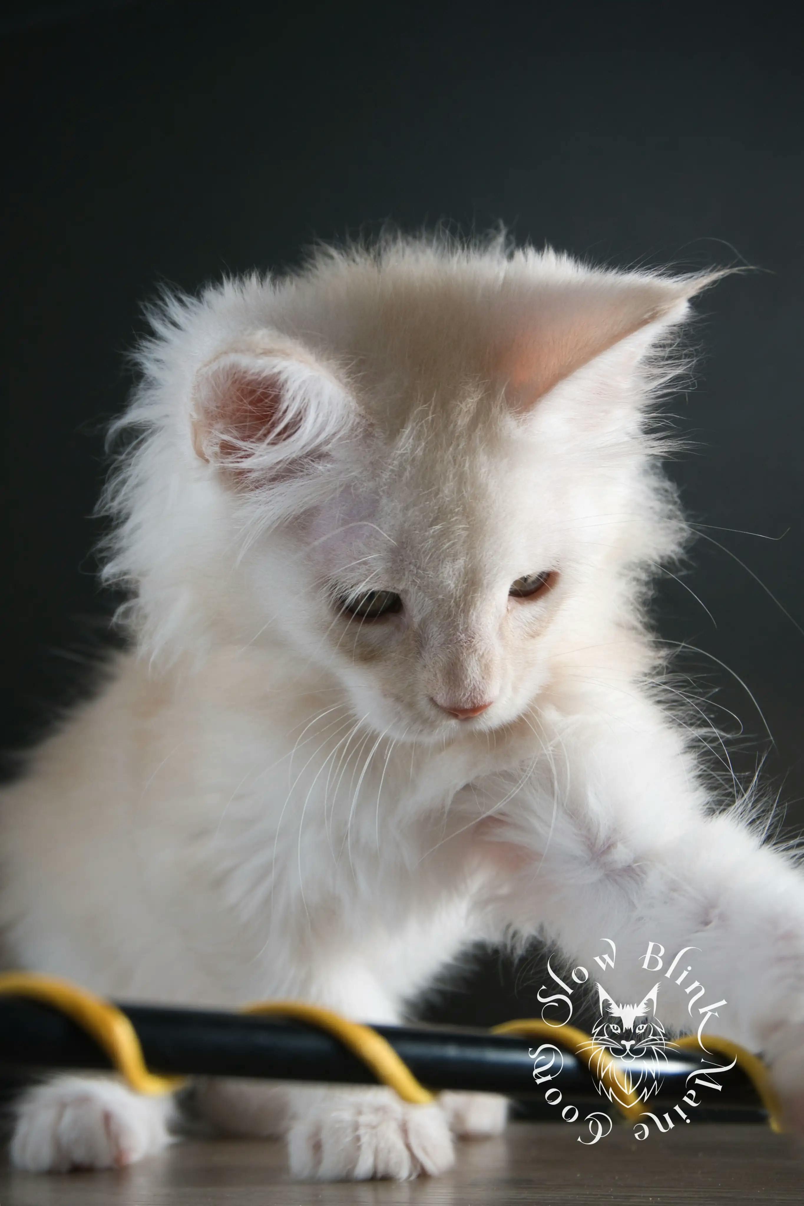 High Silver Red Maine Coon Kittens > shaded high silver cream maine coon kitten | slowblinkmainecoons | taken august 2024 | ems code e es es 21 25 | idx 10