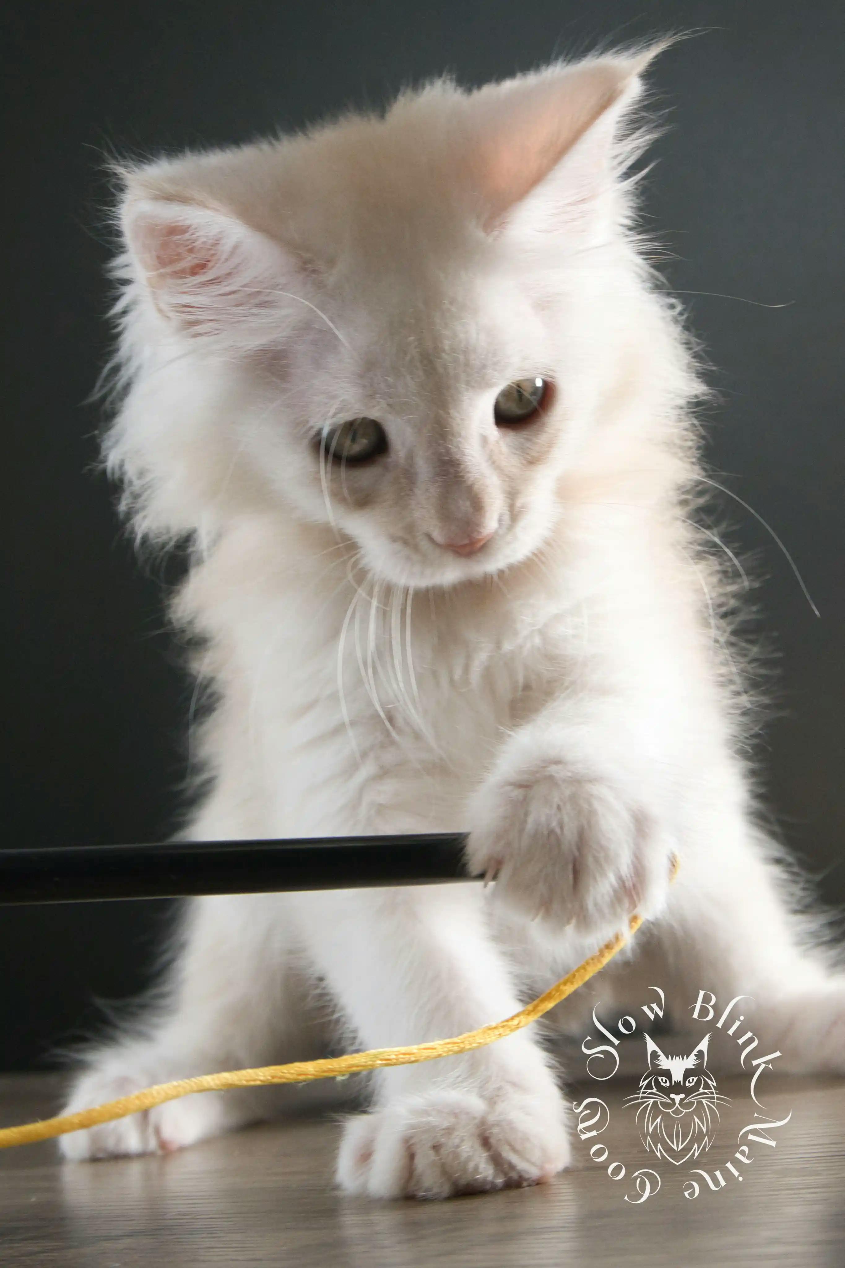 High Silver Red Maine Coon Kittens > shaded high silver cream maine coon kitten | slowblinkmainecoons | taken august 2024 | ems code e es es 21 25 | idx 11