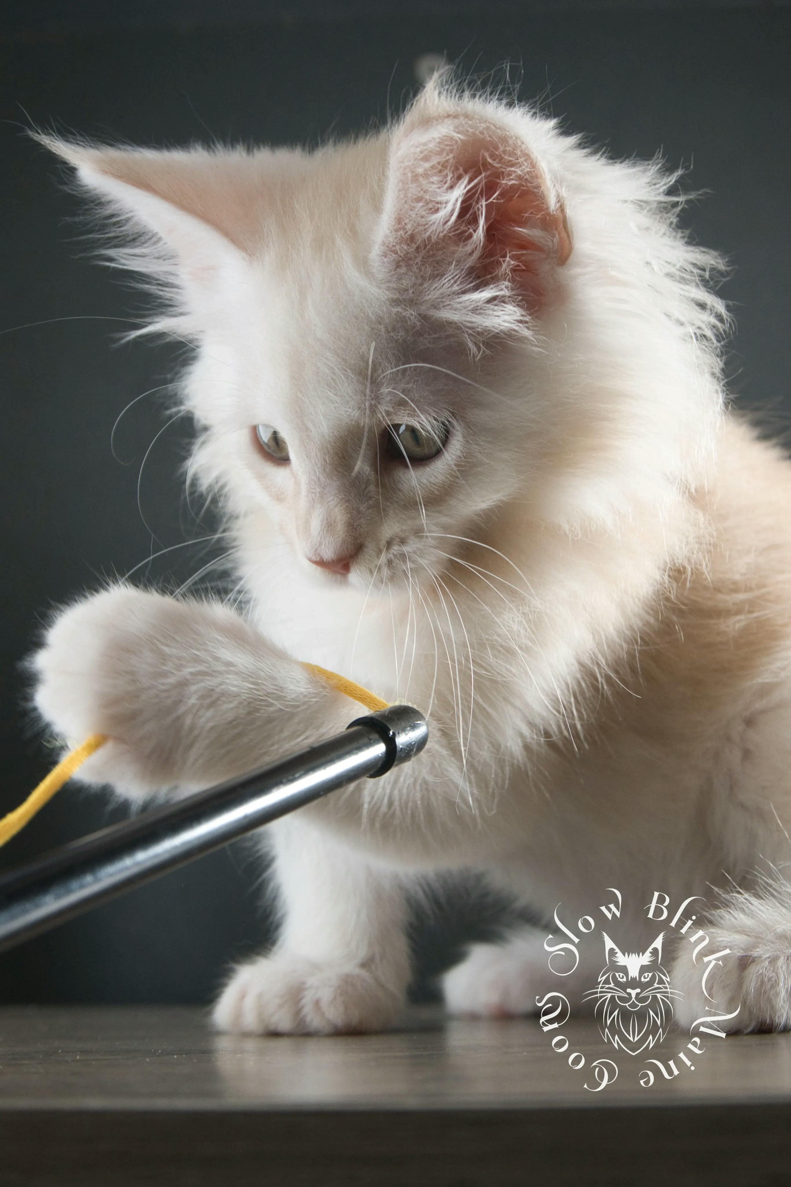 High Silver Red Maine Coon Kittens > shaded high silver cream maine coon kitten | slowblinkmainecoons | taken august 2024 | ems code e es es 21 25 | idx 12