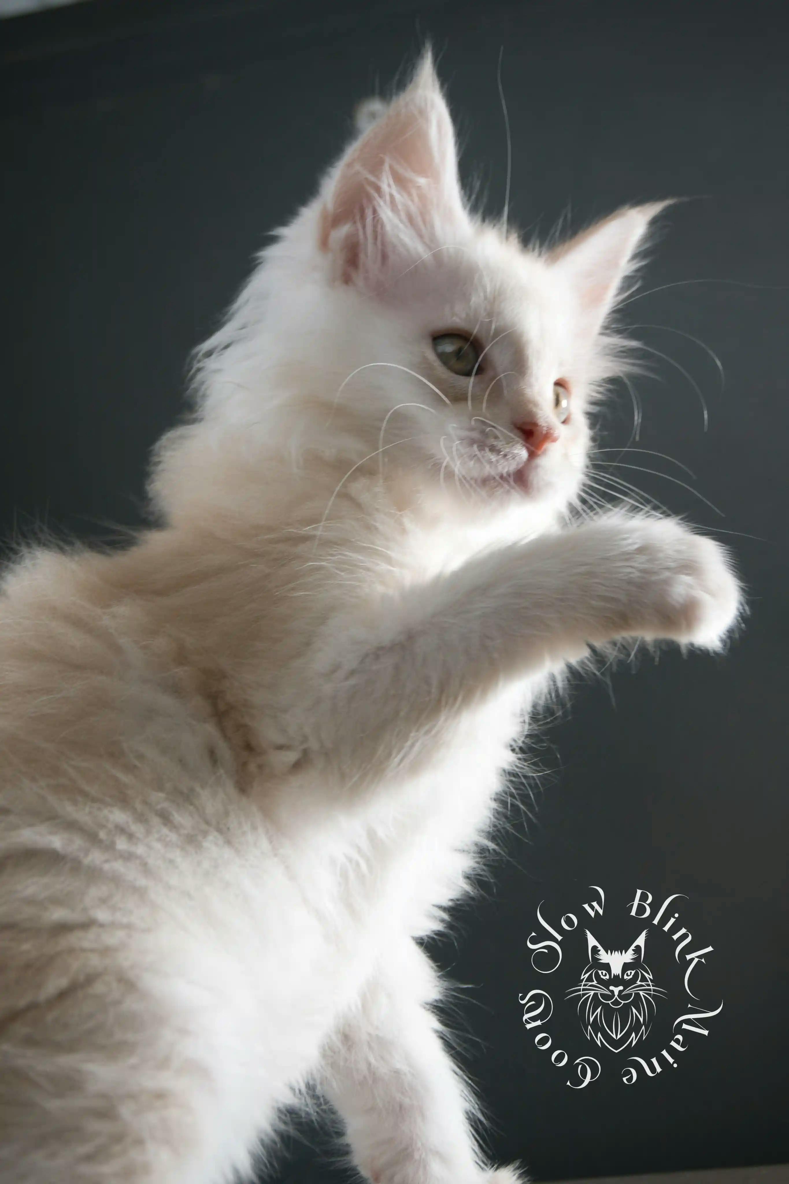 High Silver Red Maine Coon Kittens > shaded high silver cream maine coon kitten | slowblinkmainecoons | taken august 2024 | ems code e es es 21 25 | idx 13