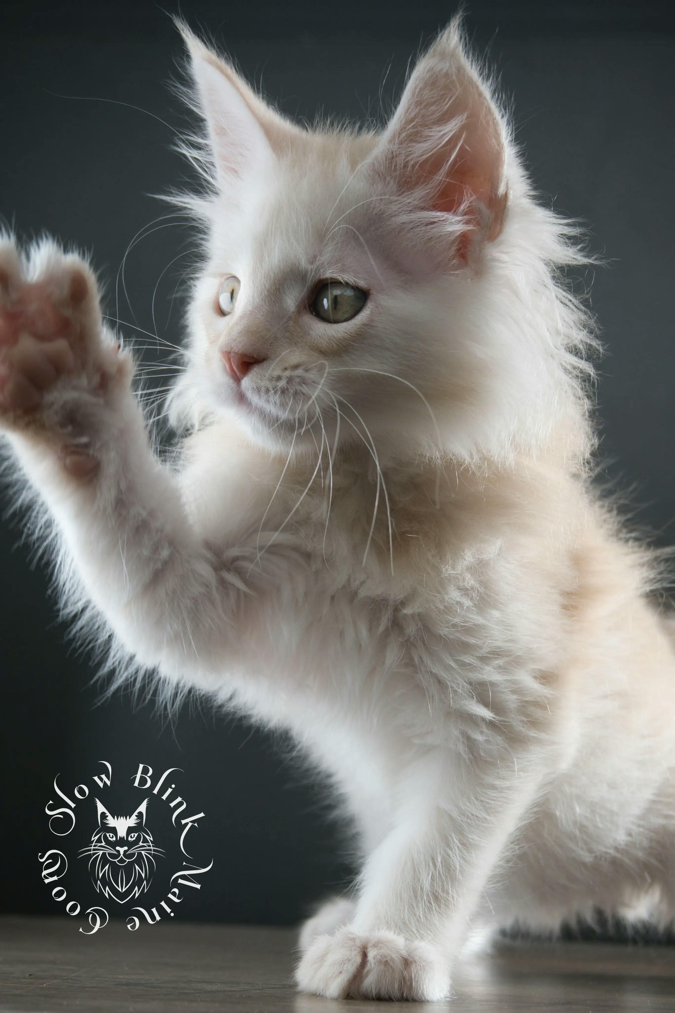 High Silver Red Maine Coon Kittens > shaded high silver cream maine coon kitten | slowblinkmainecoons | taken august 2024 | ems code e es es 21 25 | idx 14