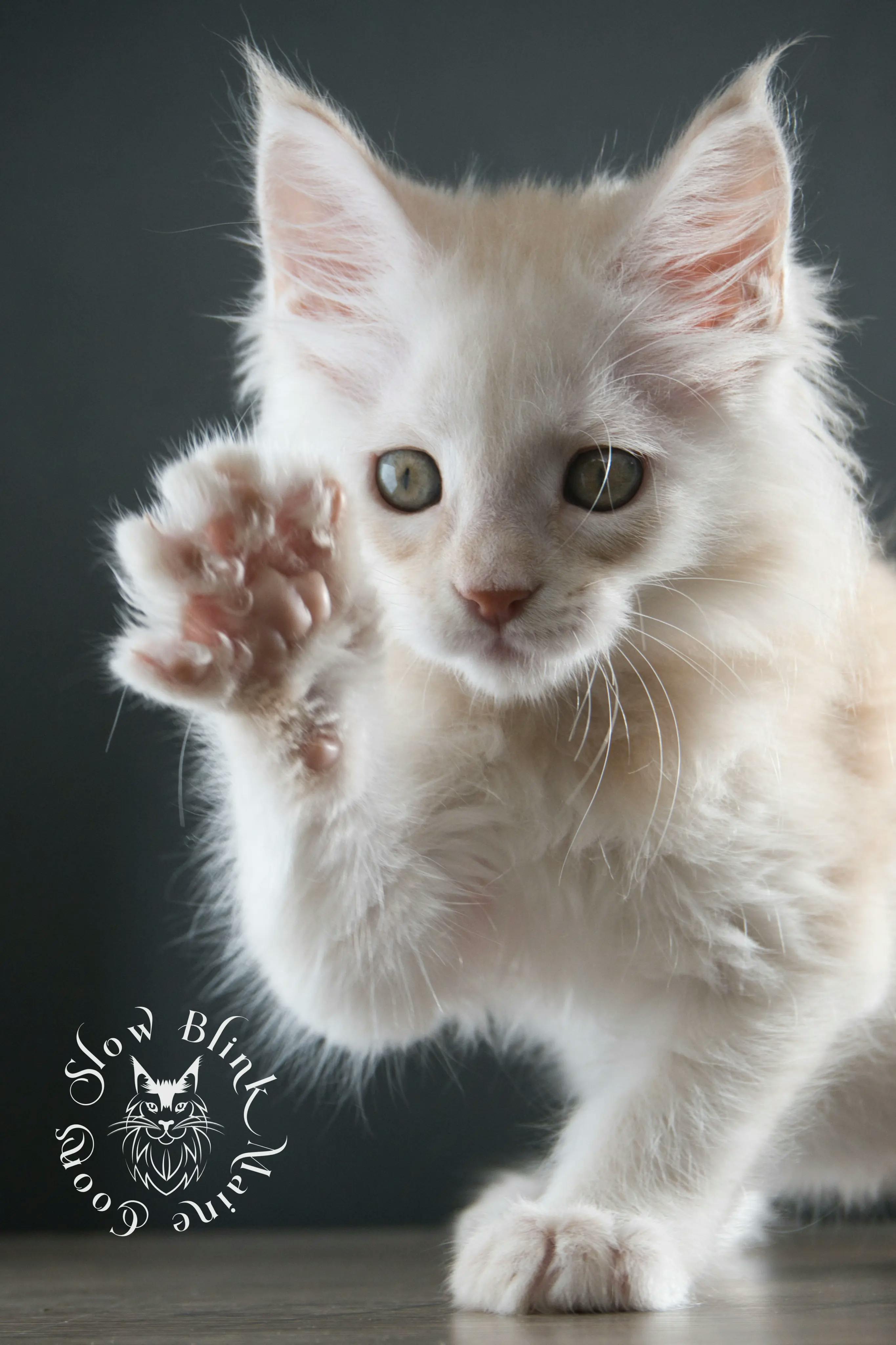 High Silver Red Maine Coon Kittens > shaded high silver cream maine coon kitten | slowblinkmainecoons | taken august 2024 | ems code e es es 21 25 | idx 15