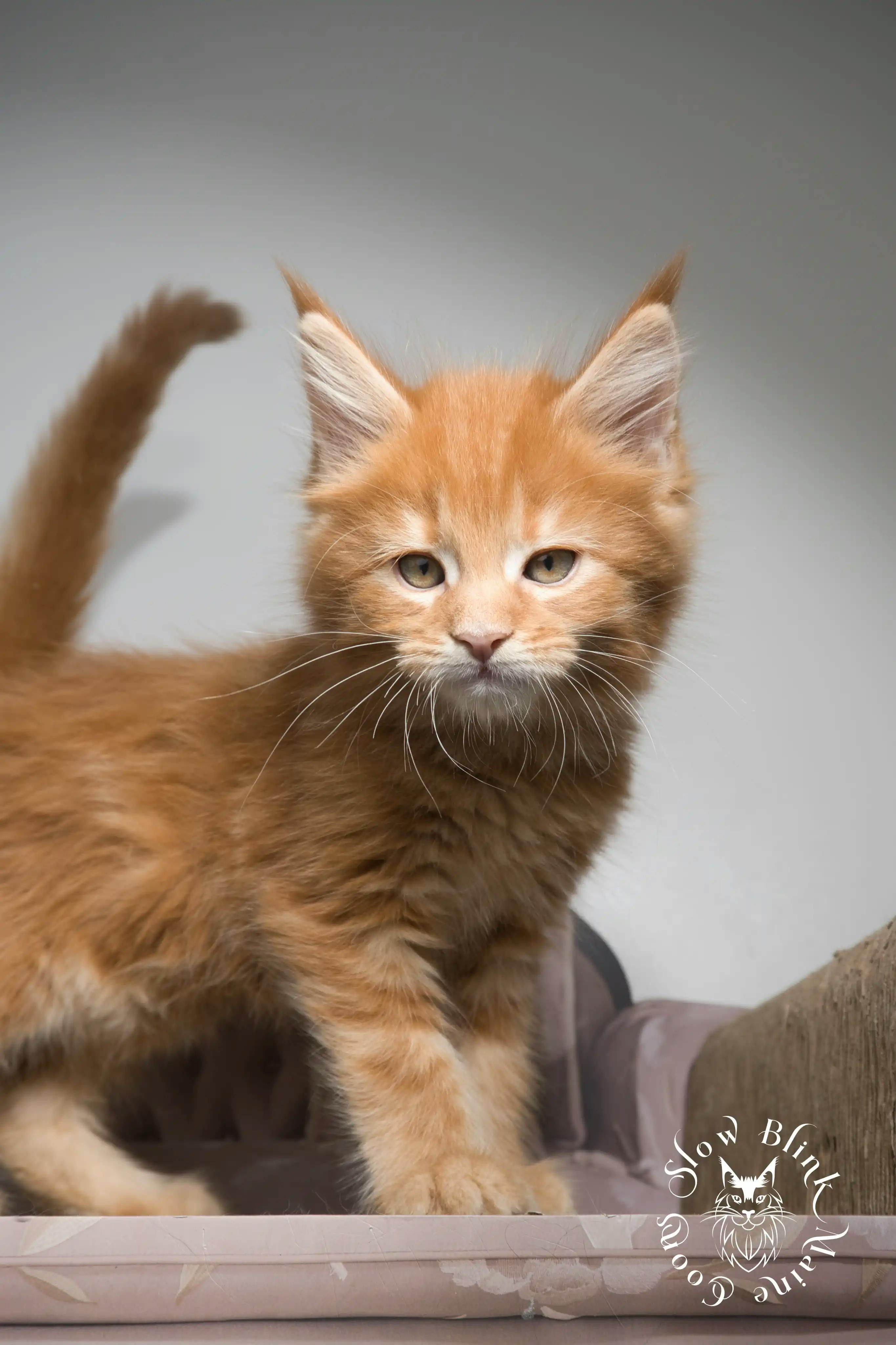 Orange (Red) Maine Coon Kittens > red orange maine coon kitten | slowblinkmainecoons | ems code d ds ds 22 1 10