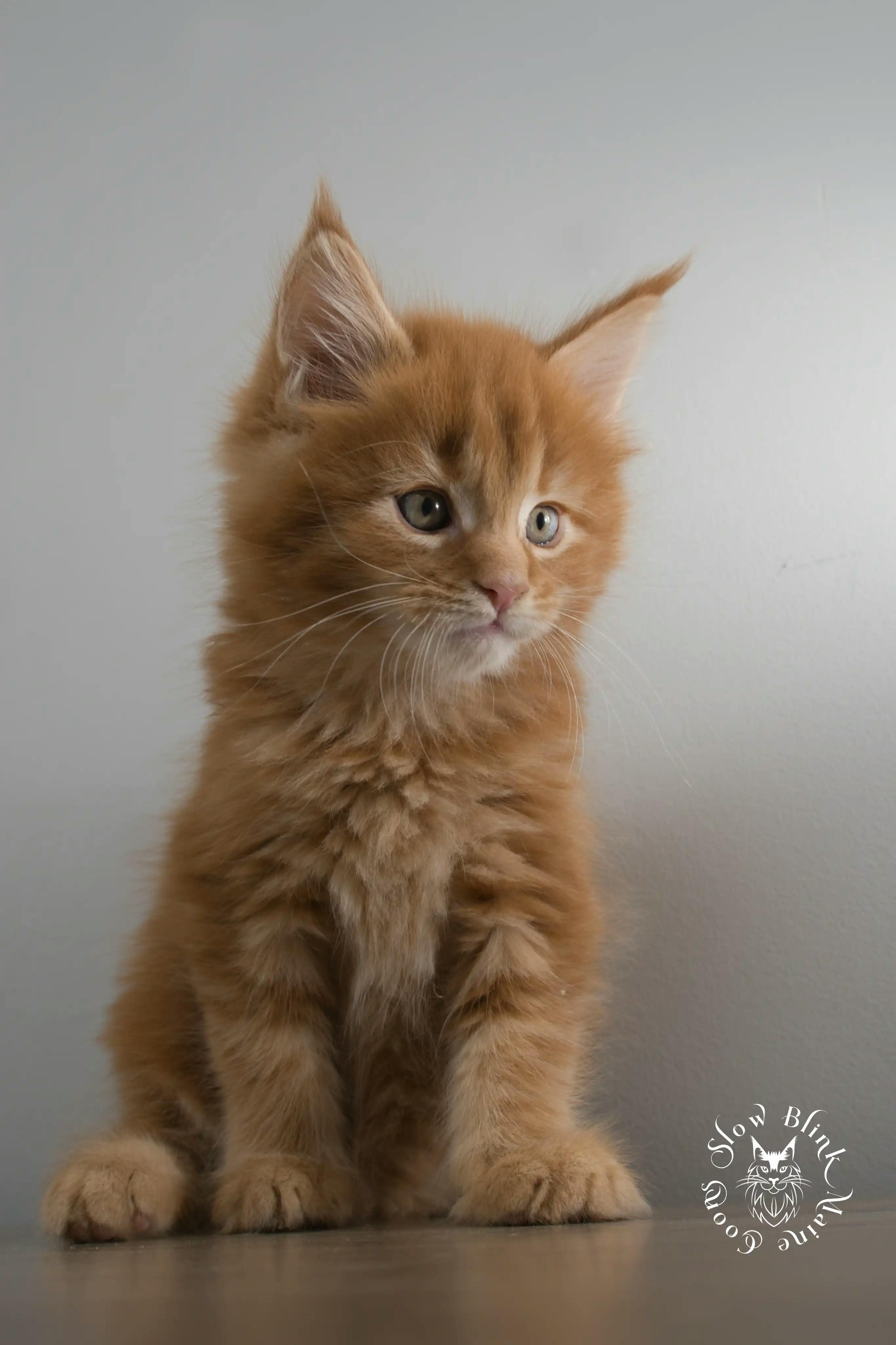 Orange (Red) Maine Coon Kittens > red orange maine coon kitten | slowblinkmainecoons | ems code d ds ds 22 1 11