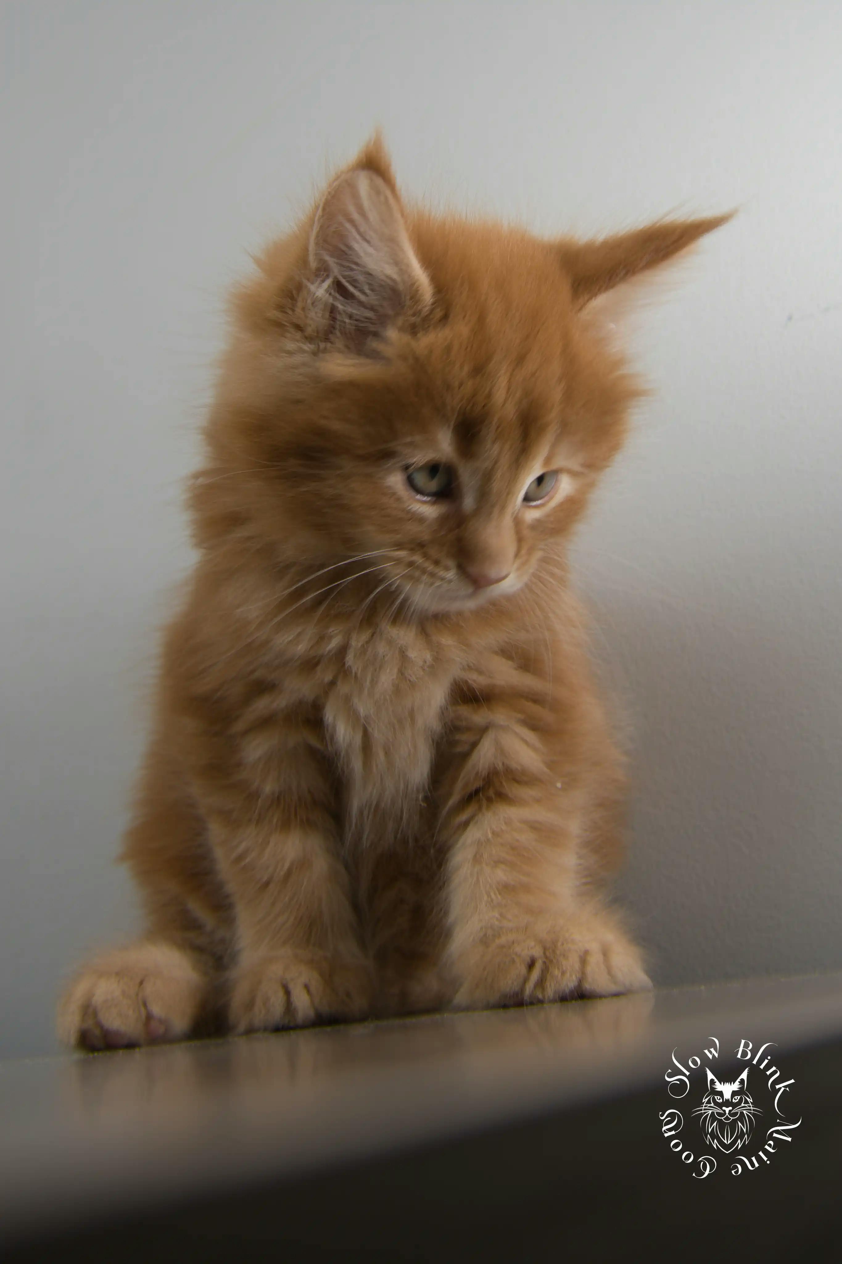 Orange (Red) Maine Coon Kittens > red orange maine coon kitten | slowblinkmainecoons | ems code d ds ds 22 1 12