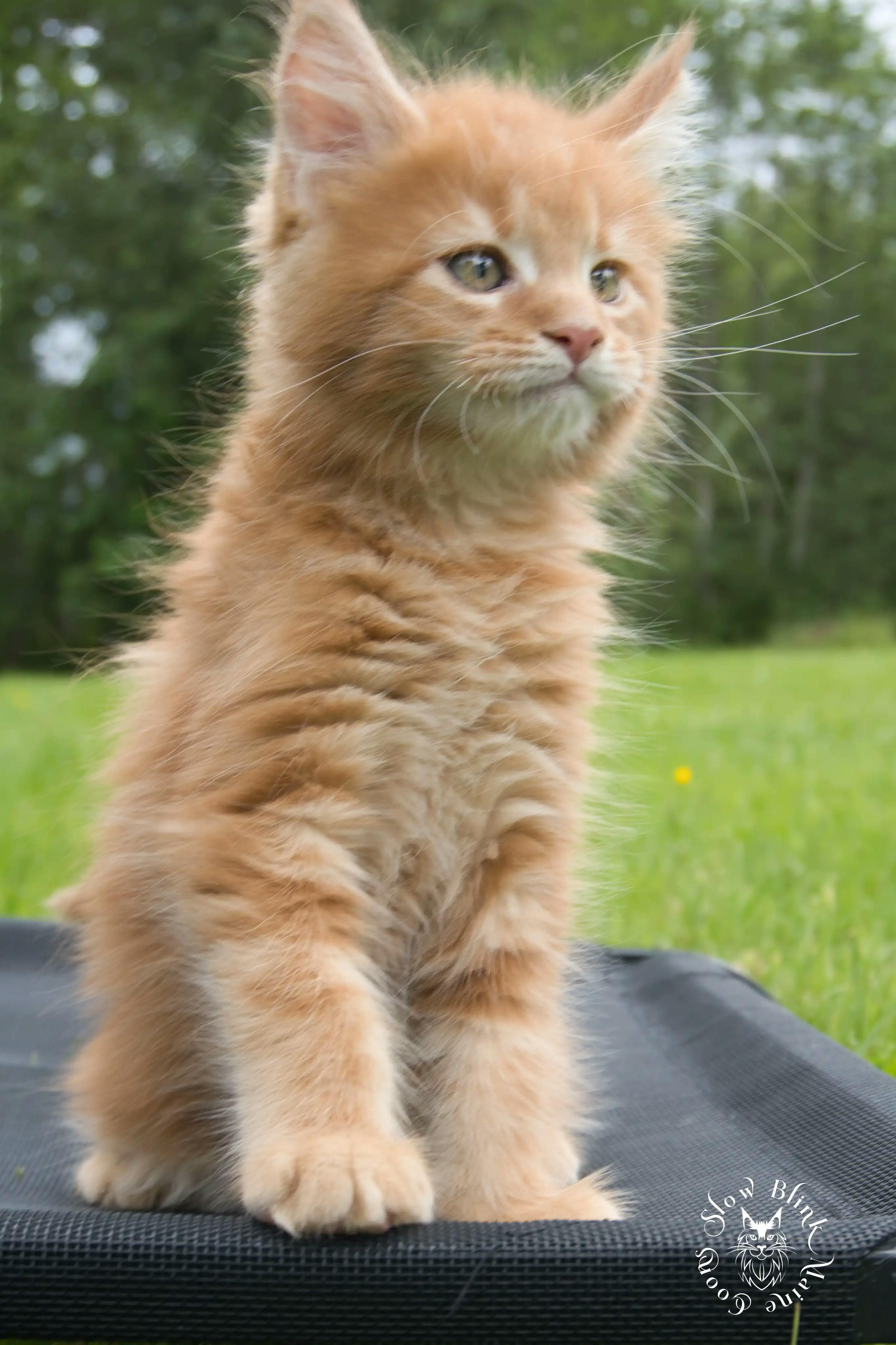 Orange (Red) Maine Coon Kittens > red orange maine coon kitten | slowblinkmainecoons | ems code d ds ds 22 1 13