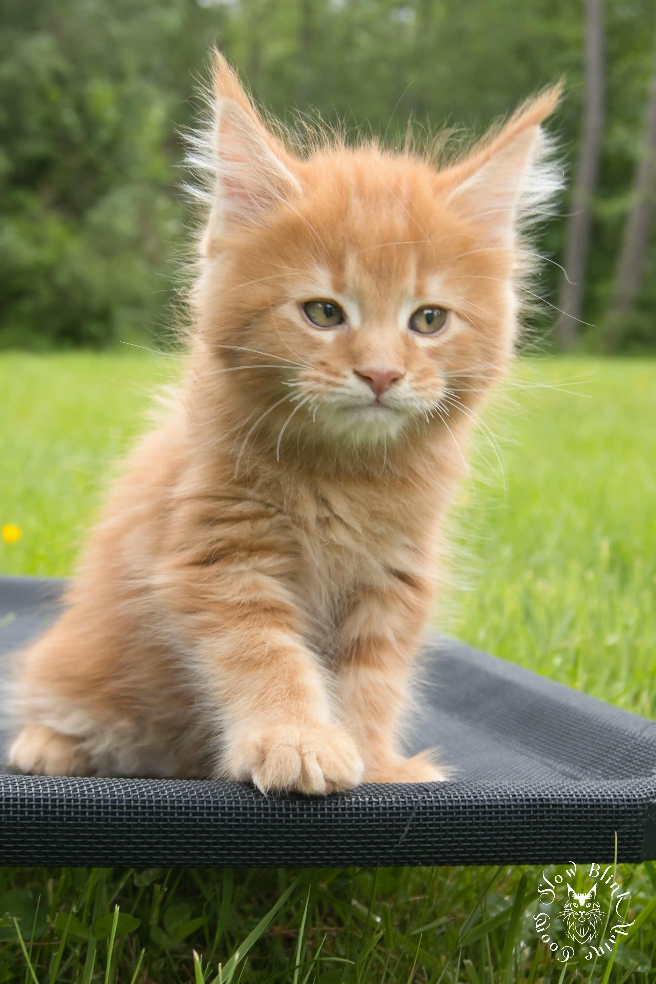 Orange (Red) Maine Coon Kittens > red orange maine coon kitten | slowblinkmainecoons | ems code d ds ds 22 1 15