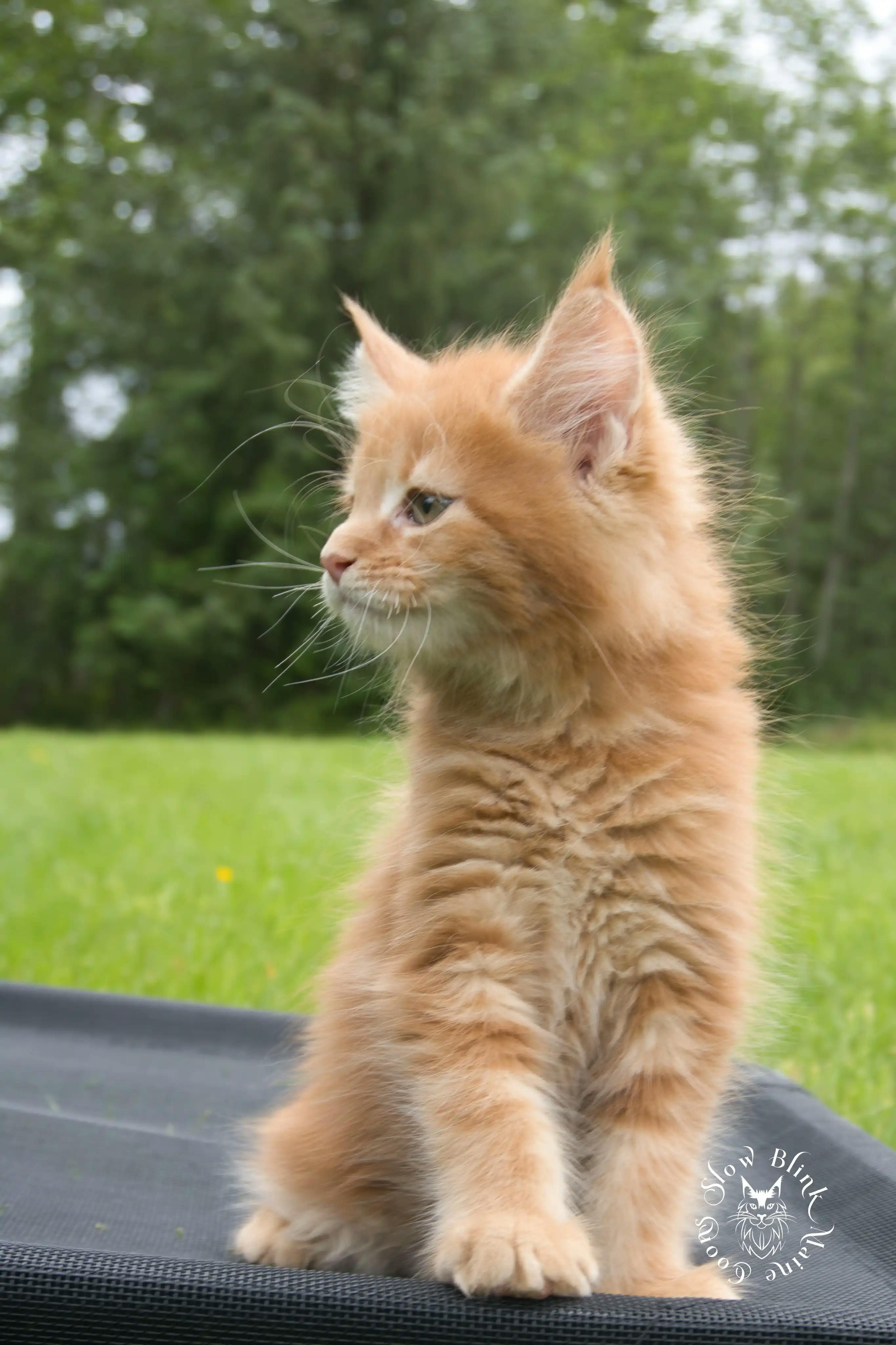 Orange (Red) Maine Coon Kittens > red orange maine coon kitten | slowblinkmainecoons | ems code d ds ds 22 1 17