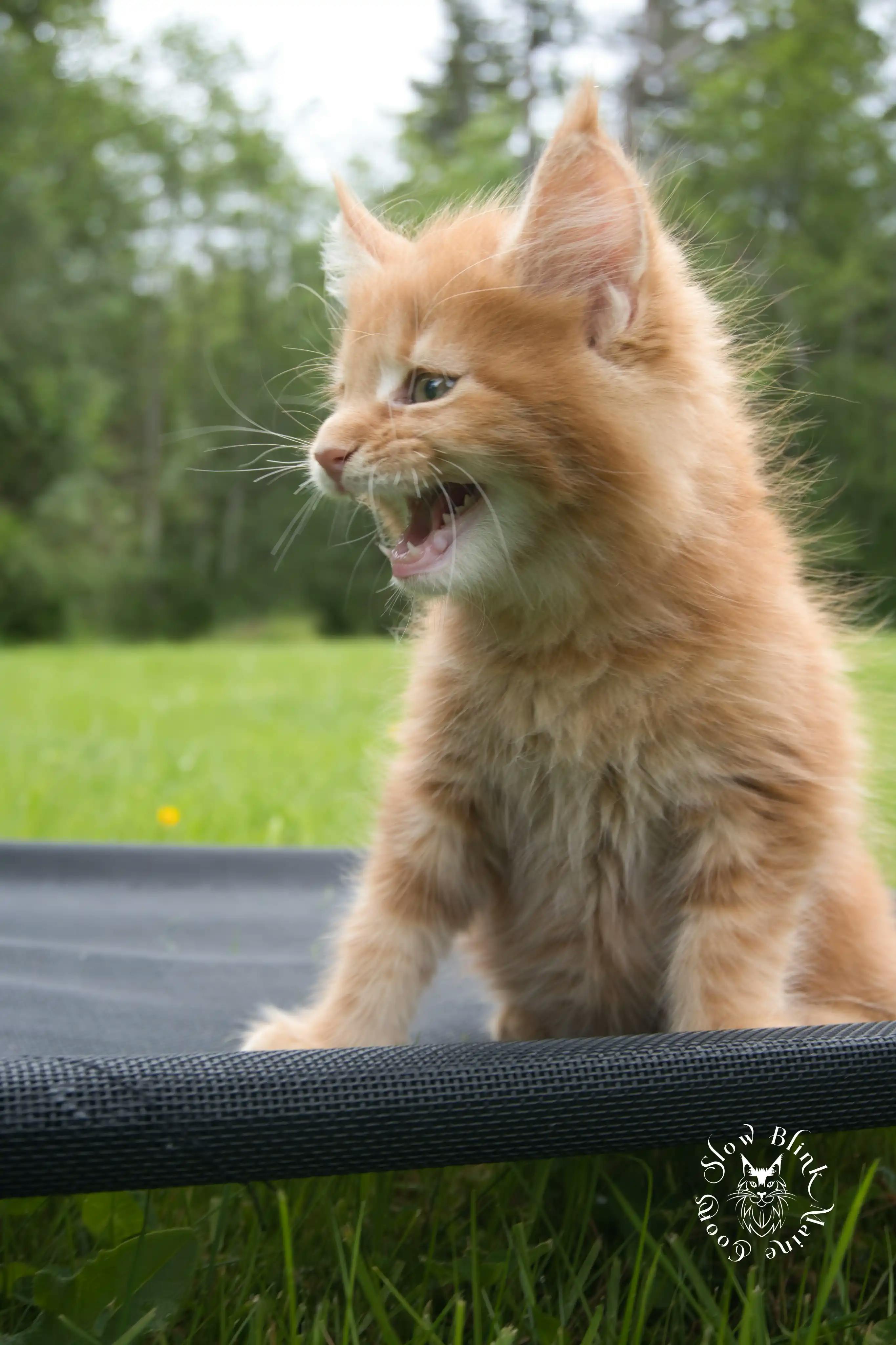 Orange (Red) Maine Coon Kittens > red orange maine coon kitten | slowblinkmainecoons | ems code d ds ds 22 1 18