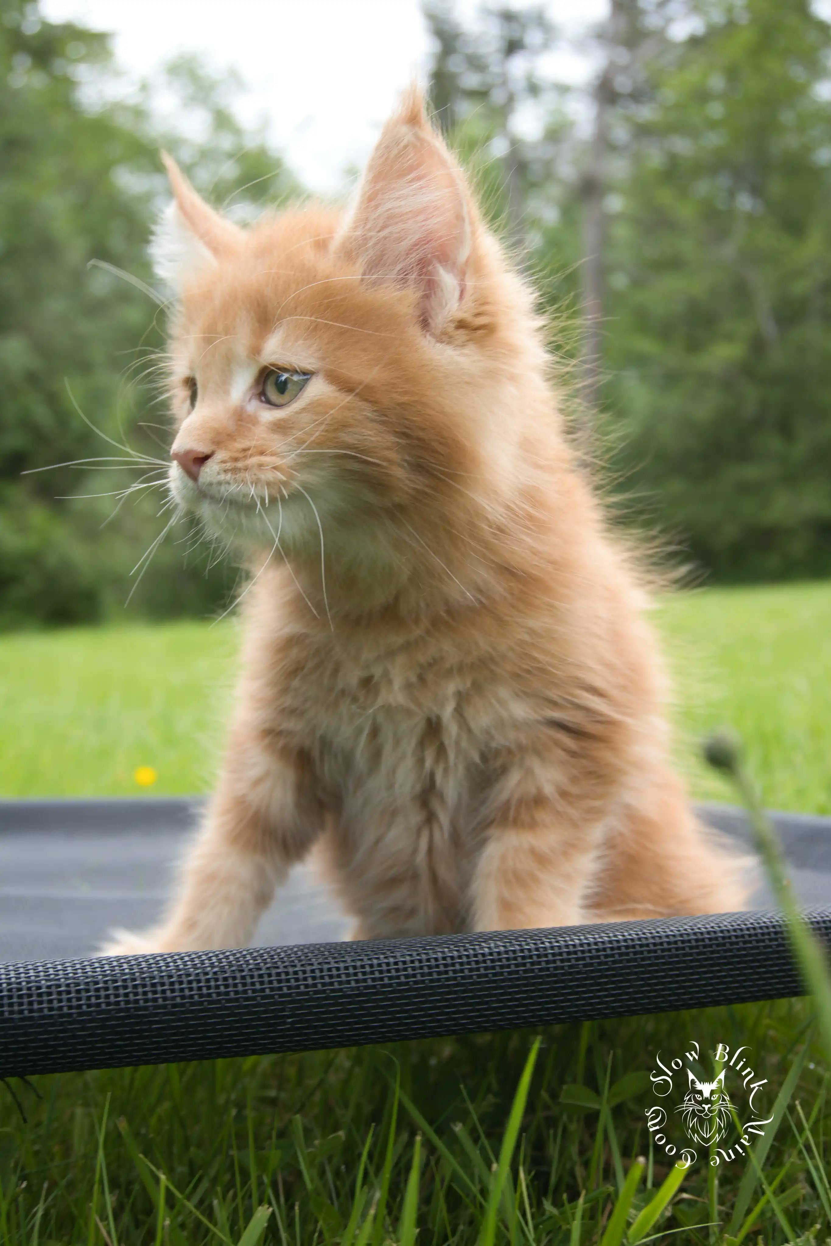 Orange (Red) Maine Coon Kittens > red orange maine coon kitten | slowblinkmainecoons | ems code d ds ds 22 1 19