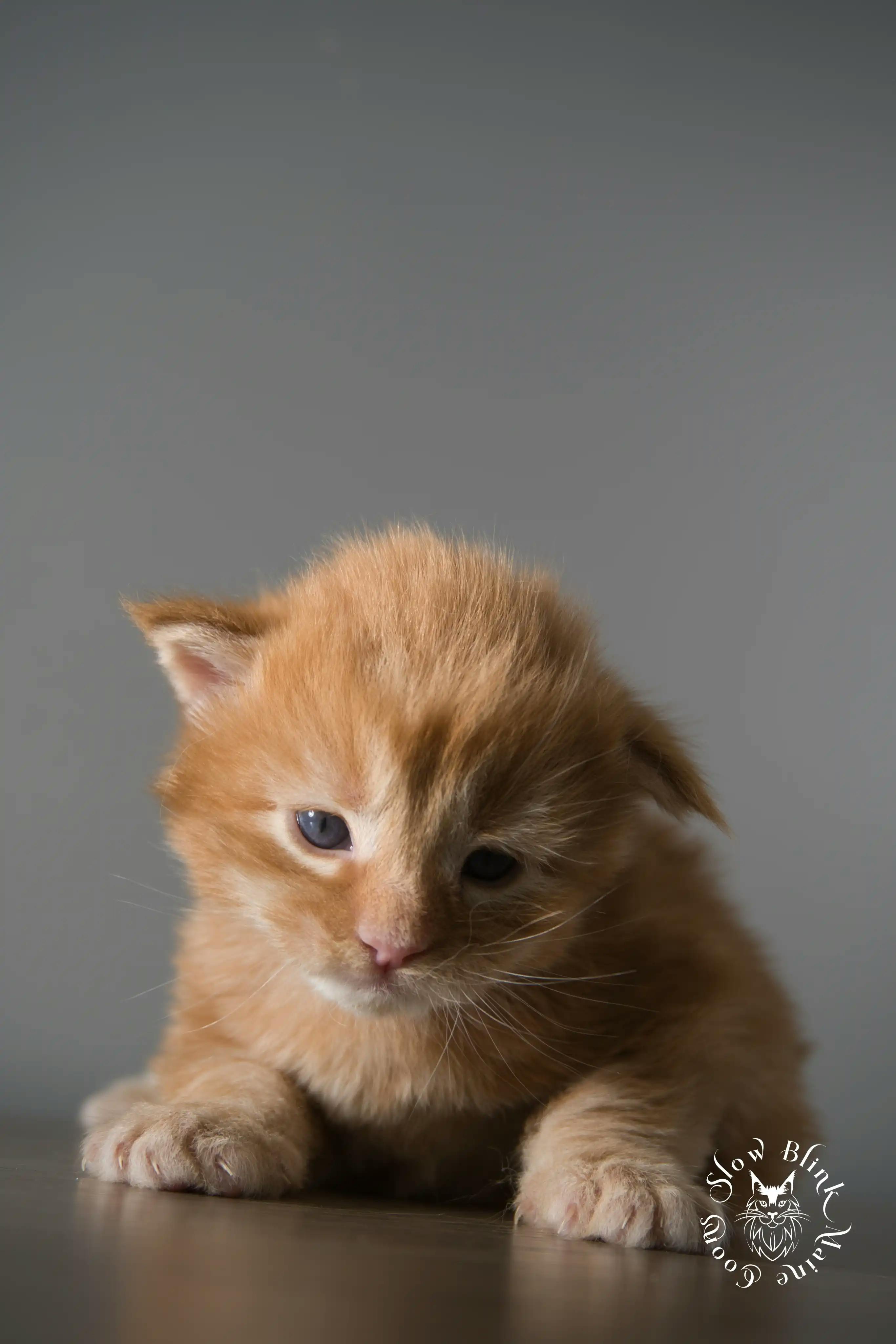 Orange (Red) Maine Coon Kittens > red orange maine coon kitten | slowblinkmainecoons | ems code d ds ds 22 2