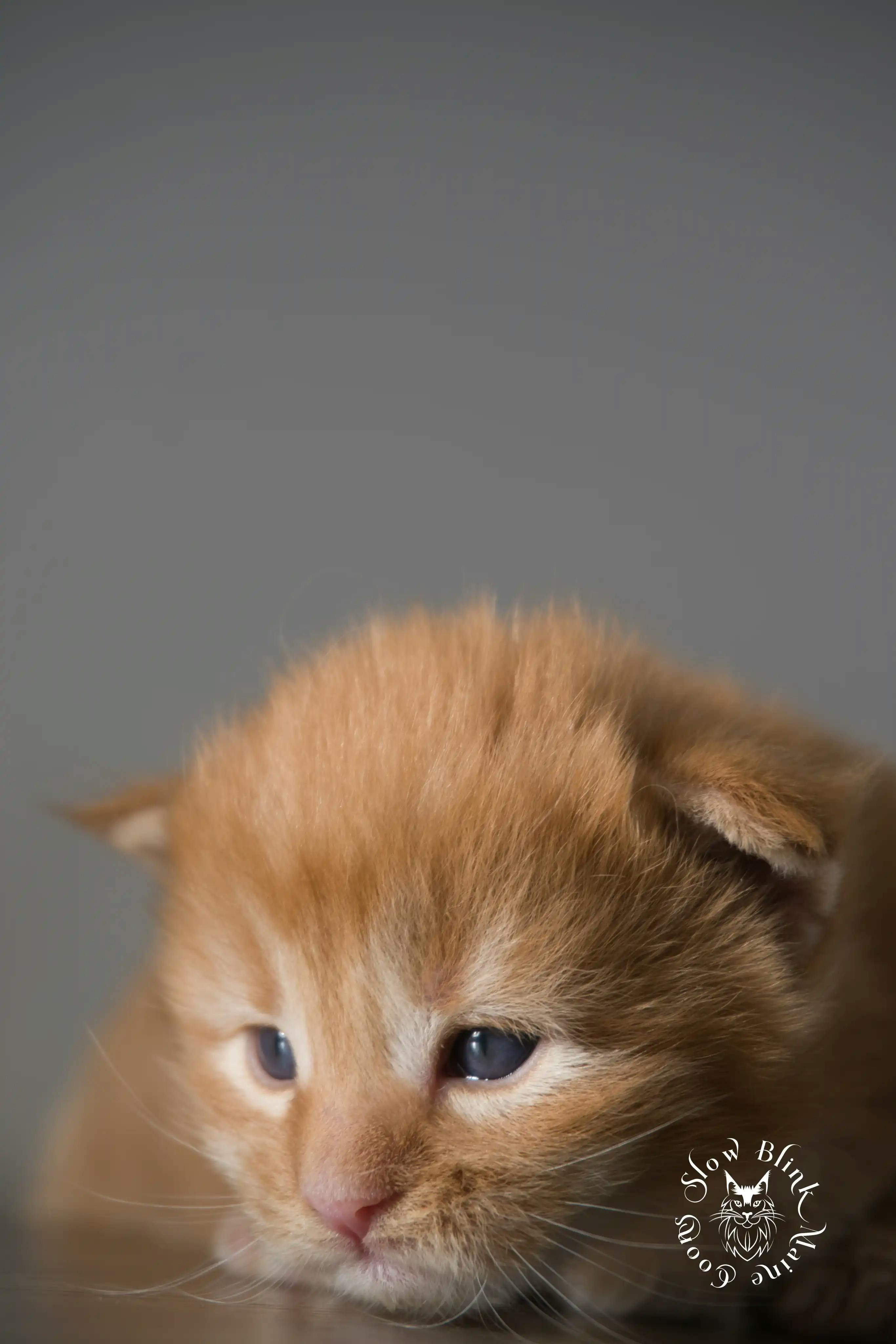 Orange (Red) Maine Coon Kittens > red orange maine coon kitten | slowblinkmainecoons | ems code d ds ds 22 3