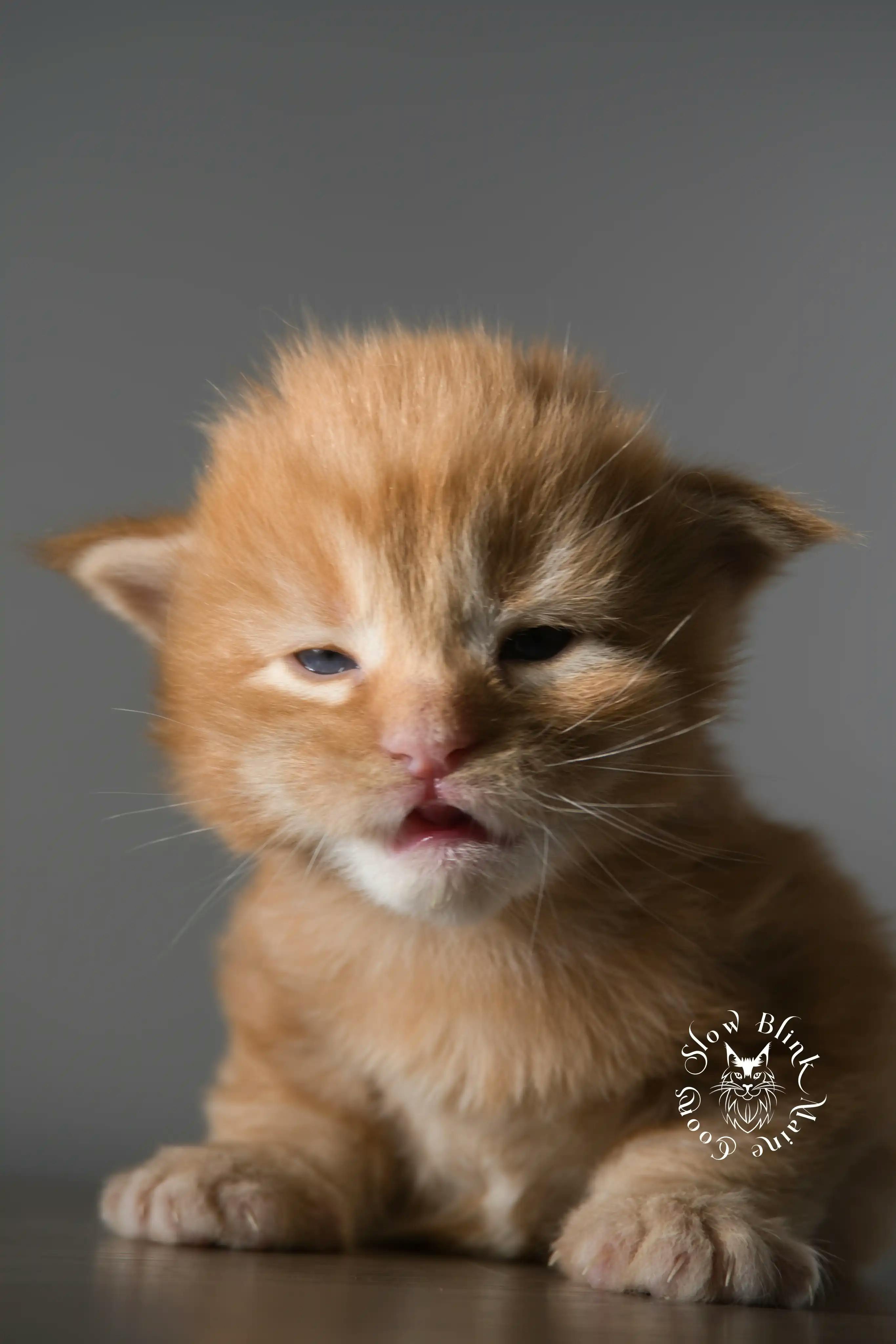 Orange (Red) Maine Coon Kittens > red orange maine coon kitten | slowblinkmainecoons | ems code d ds ds 22 4