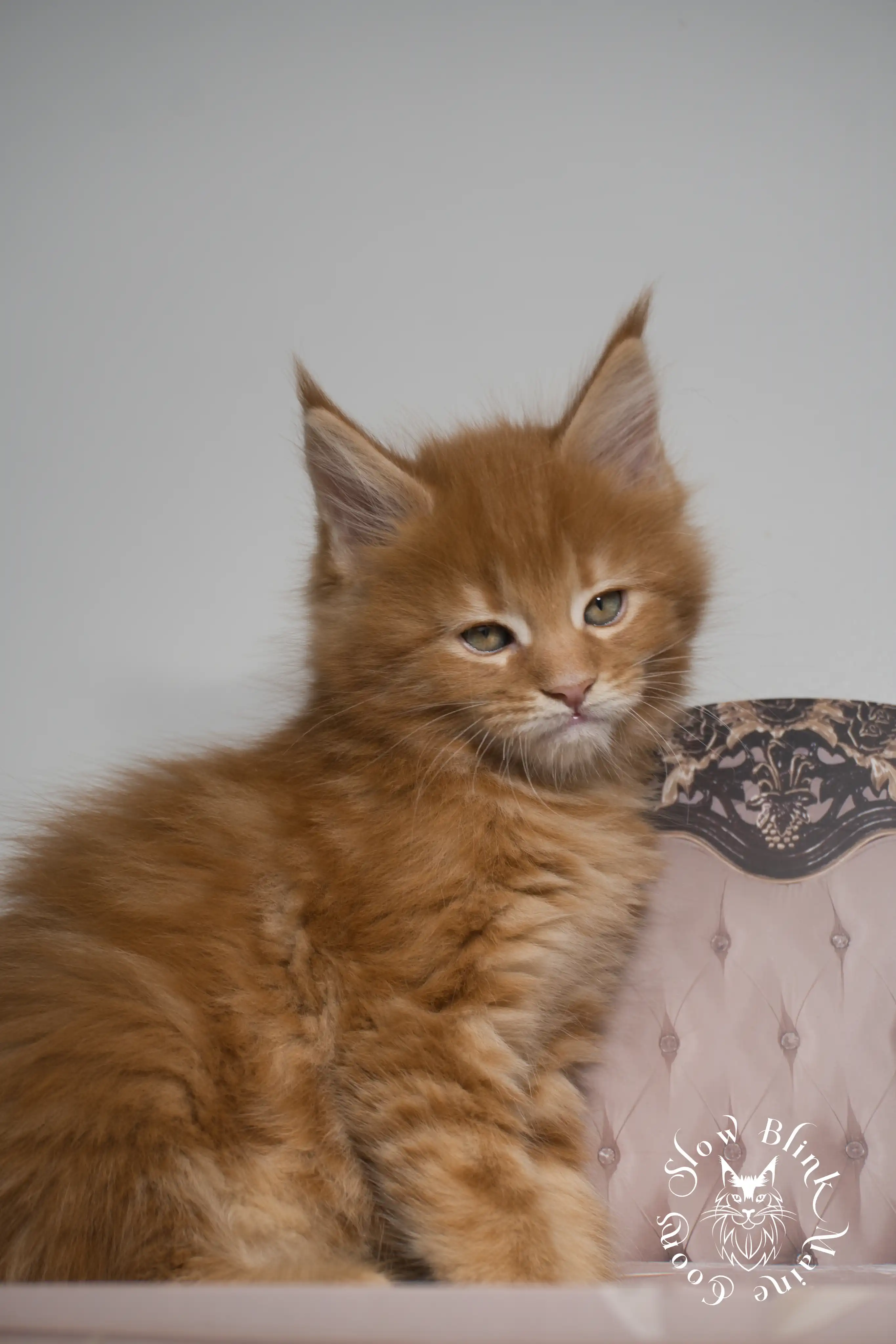 Orange (Red) Maine Coon Kittens > red orange maine coon kitten | slowblinkmainecoons | ems code d ds ds 22 5