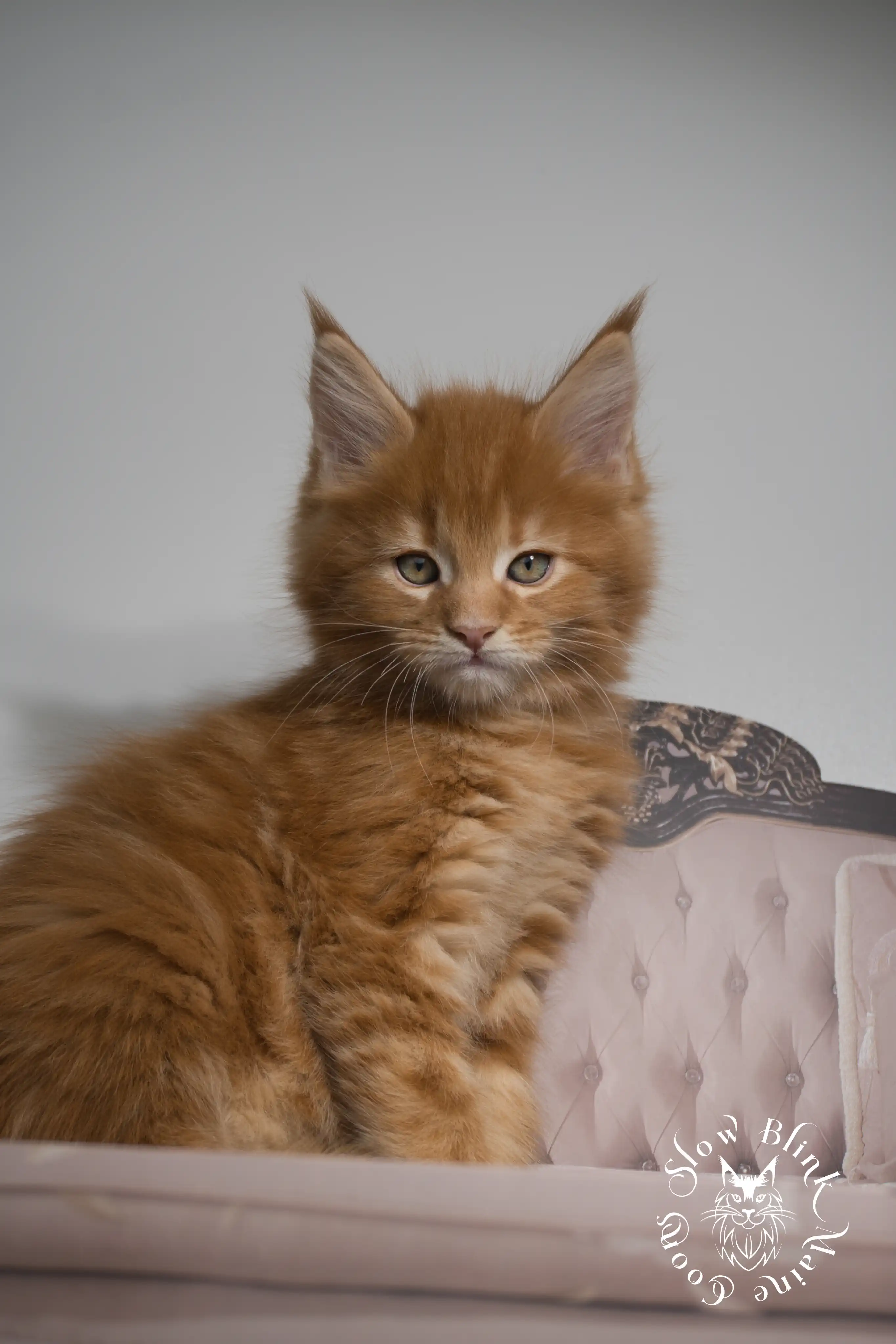 Orange (Red) Maine Coon Kittens > red orange maine coon kitten | slowblinkmainecoons | ems code d ds ds 22 6