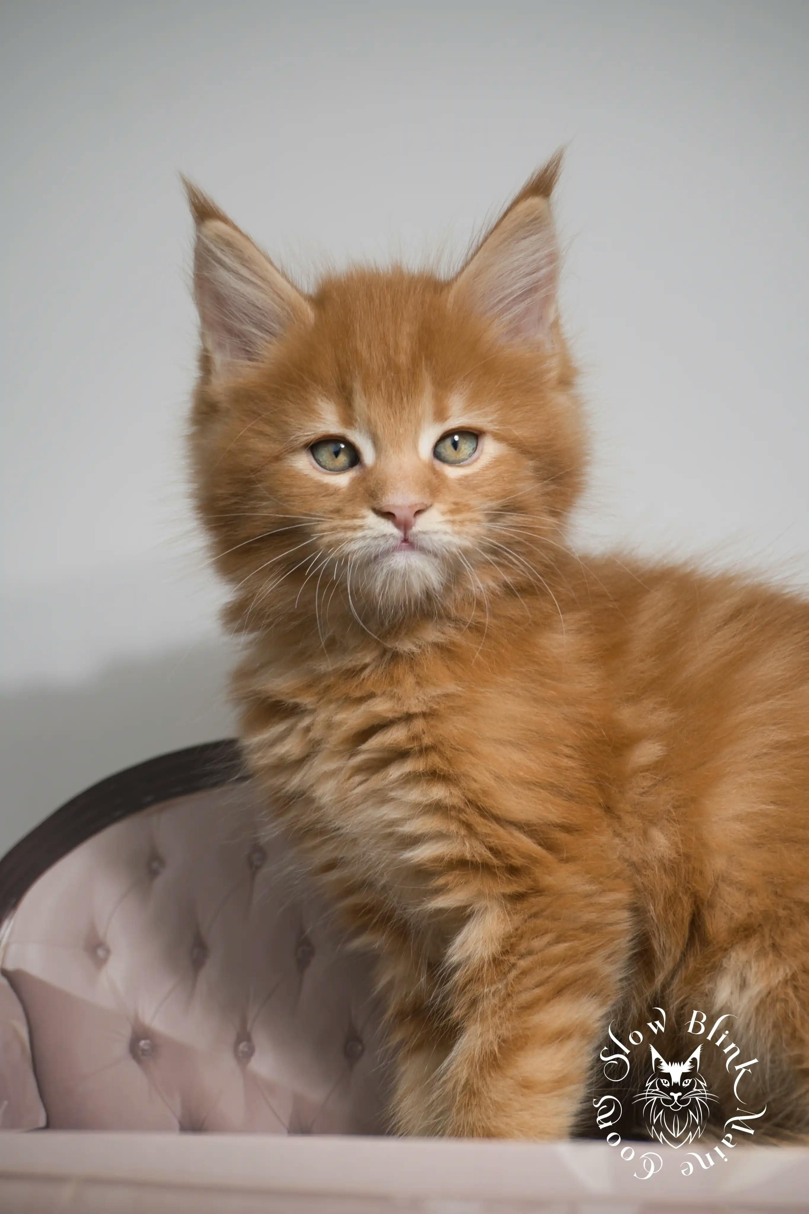 Orange (Red) Maine Coon Kittens > red orange maine coon kitten | slowblinkmainecoons | ems code d ds ds 22 7