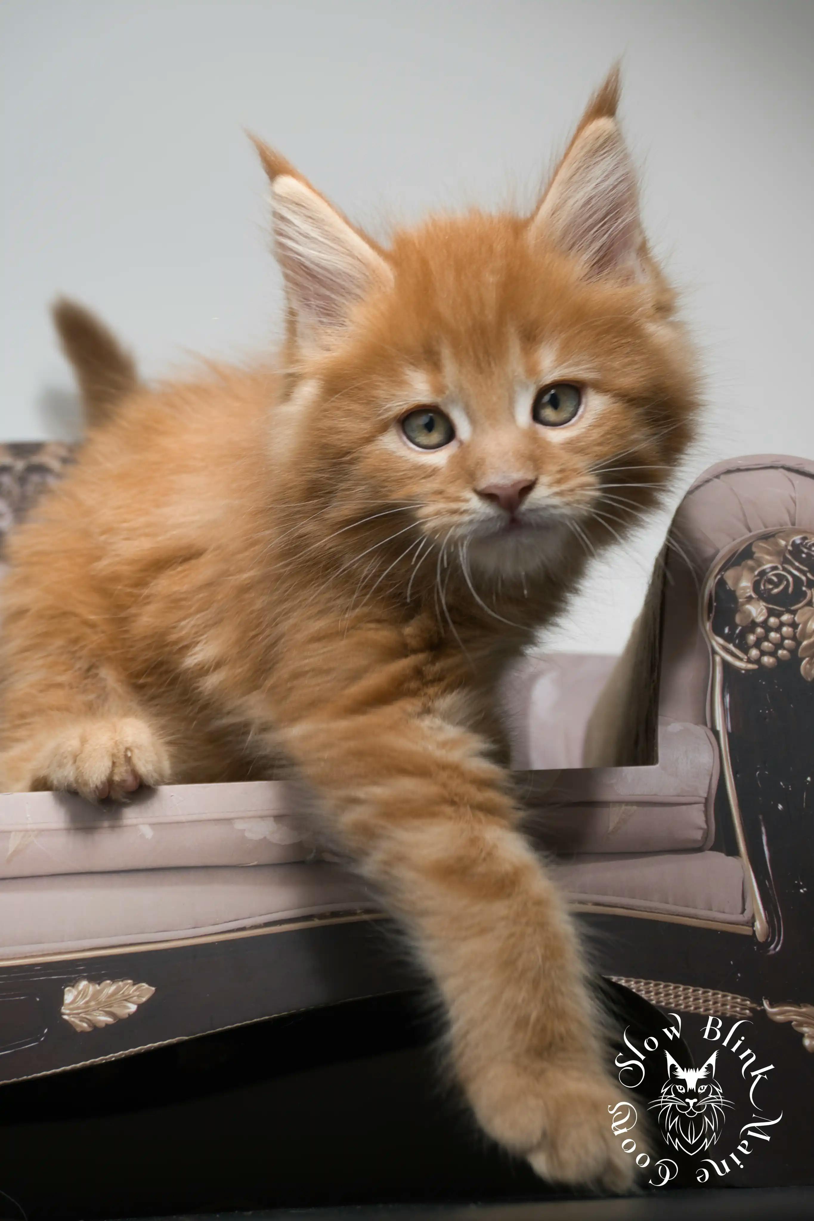 Orange (Red) Maine Coon Kittens > red orange maine coon kitten | slowblinkmainecoons | ems code d ds ds 22 8