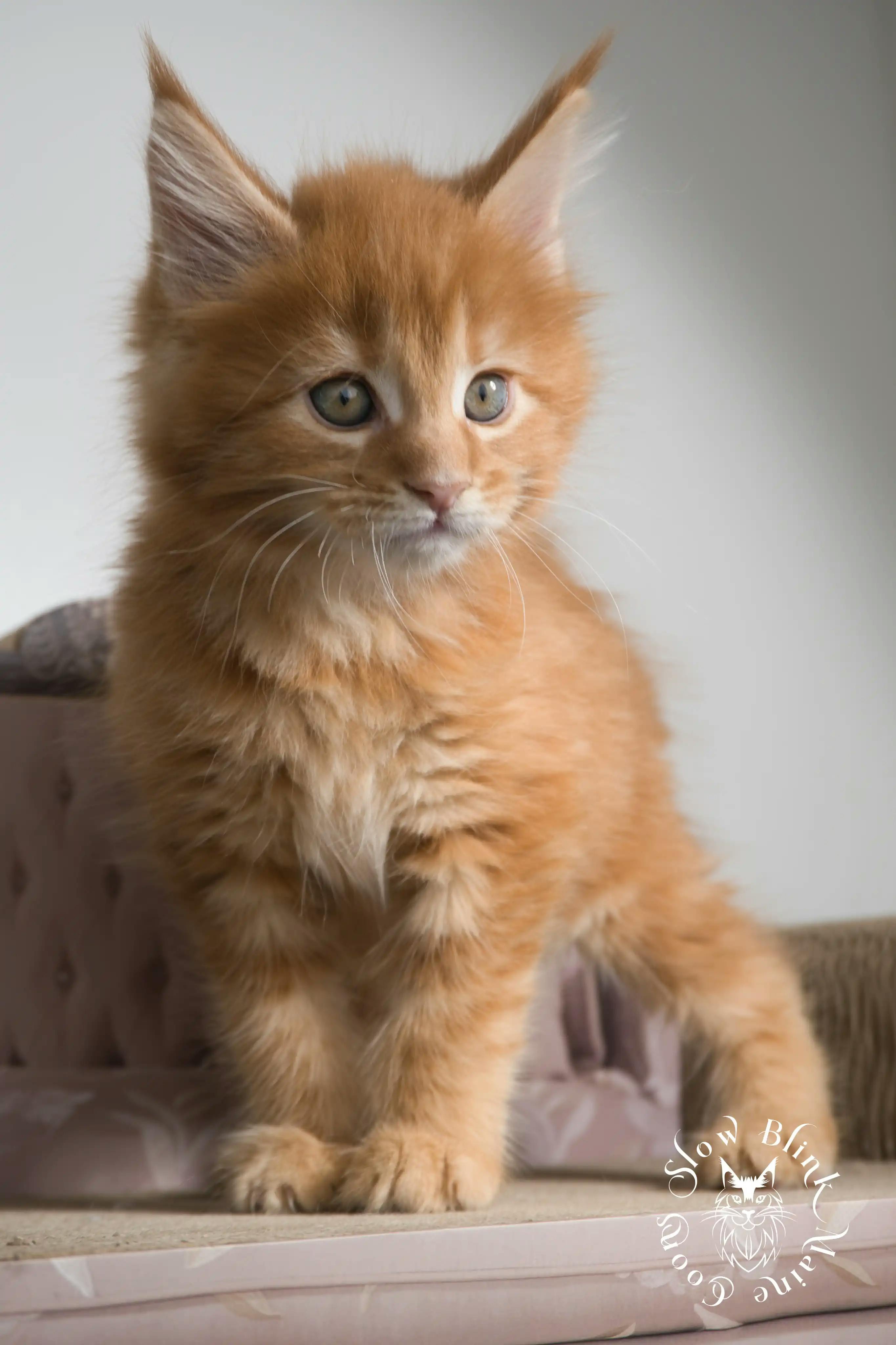 Orange (Red) Maine Coon Kittens > red orange maine coon kitten | slowblinkmainecoons | ems code d ds ds 22 9