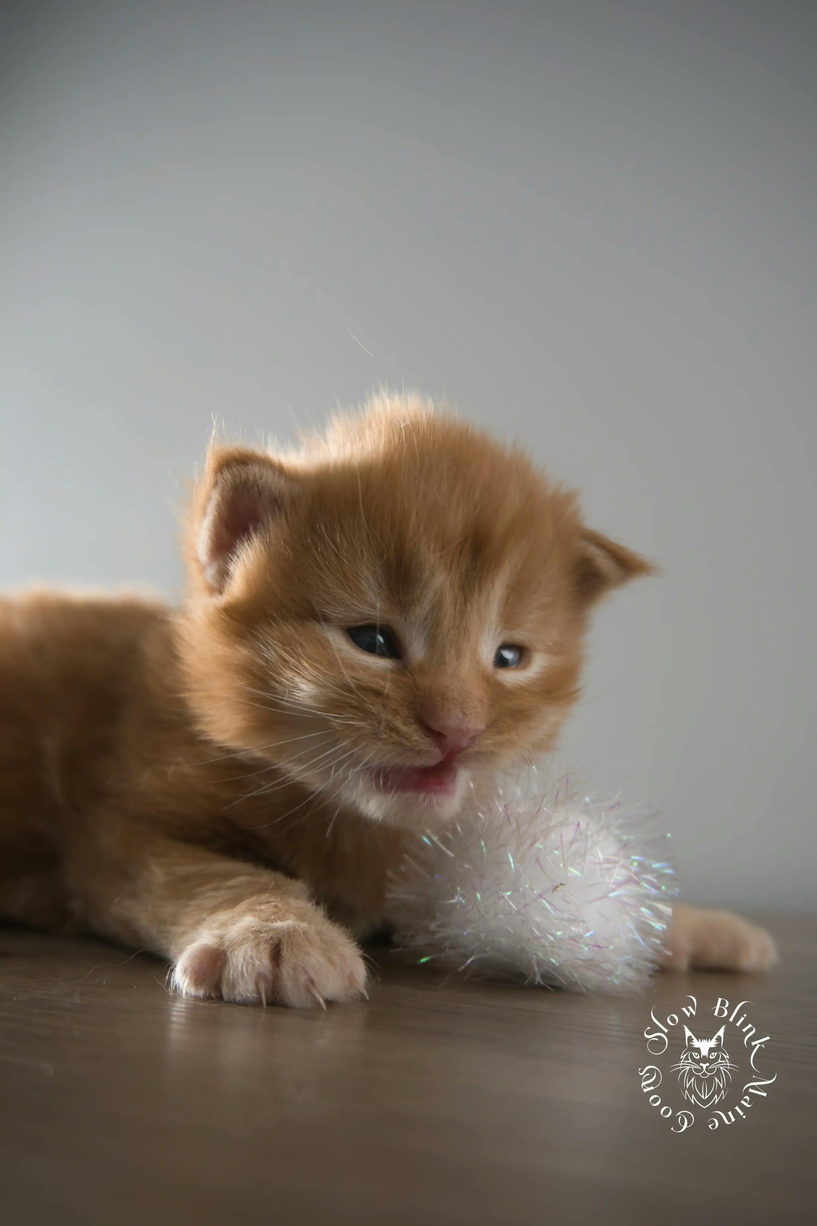 Orange (Red) Maine Coon Kittens > red orange maine coon kitten | slowblinkmainecoons | ems code d ds ds 22