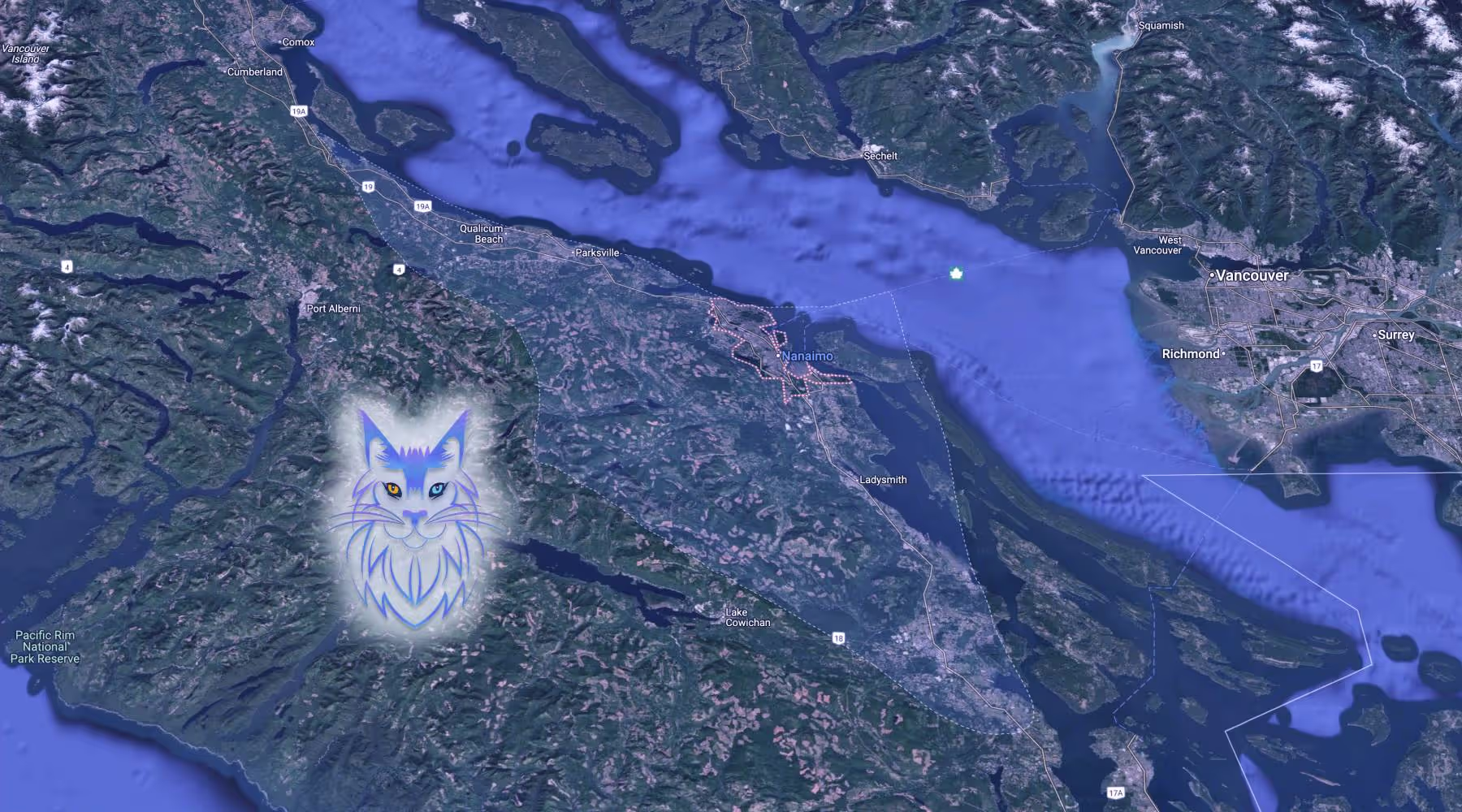 Maine Coons in Nanaimo from SlowBlink