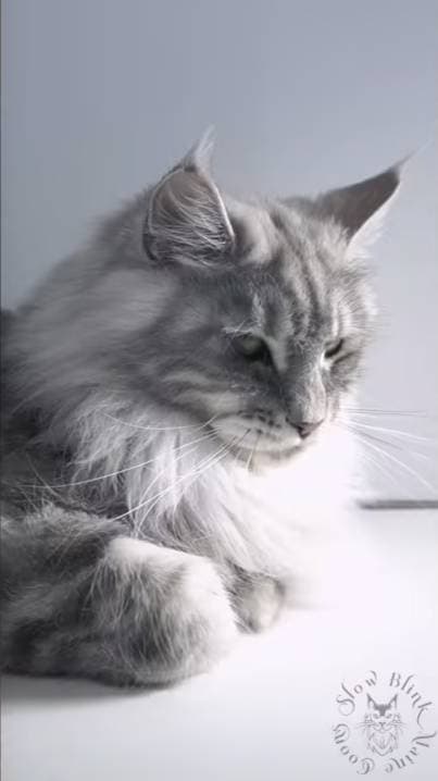 YouTube Shorts Maine Coon Video Thumbnail