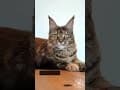 YouTube Shorts Maine Coon Video Thumbnail