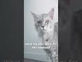 YouTube Shorts Maine Coon Video Thumbnail