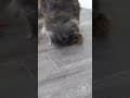 YouTube Shorts Maine Coon Video Thumbnail