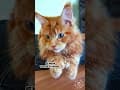 YouTube Shorts Maine Coon Video Thumbnail