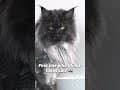 YouTube Shorts Maine Coon Video Thumbnail