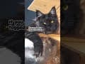 YouTube Shorts Maine Coon Video Thumbnail