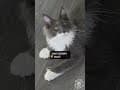 YouTube Shorts Maine Coon Video Thumbnail