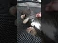 YouTube Shorts Maine Coon Video Thumbnail