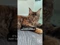 YouTube Shorts Maine Coon Video Thumbnail