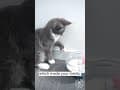 YouTube Shorts Maine Coon Video Thumbnail