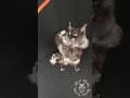 YouTube Shorts Maine Coon Video Thumbnail