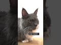 YouTube Shorts Maine Coon Video Thumbnail