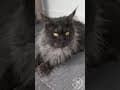 YouTube Shorts Maine Coon Video Thumbnail